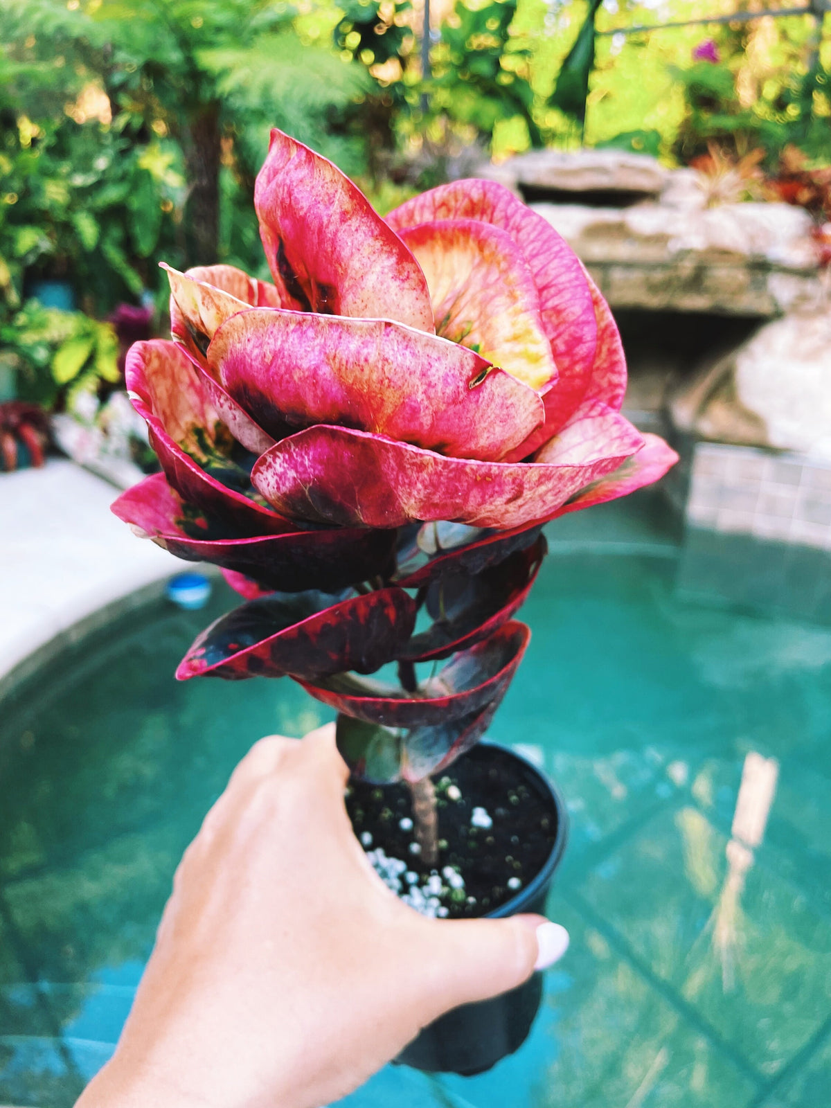 Rose Croton Live pink colorful tropical 4” pot Potted House Plant Gift
