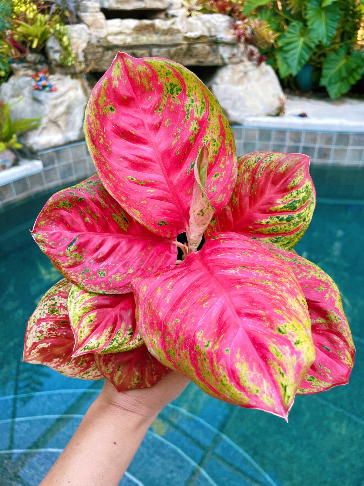 Rare Variegated Aglaonema Orange Sombat pink Live House Plant Potted 4” gift US Seller