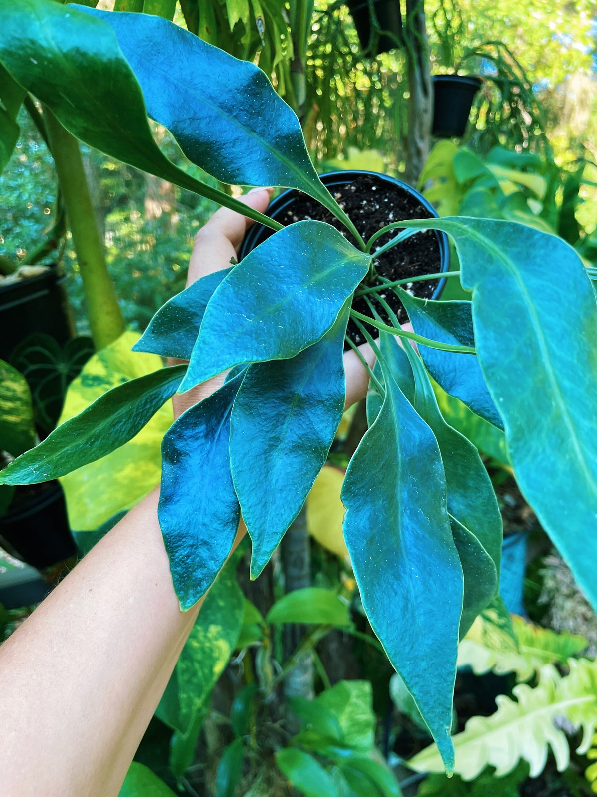 Rare Microsorum Siemensis Blue Iridescent Fern Live House Plant Potted 4” gift US Seller