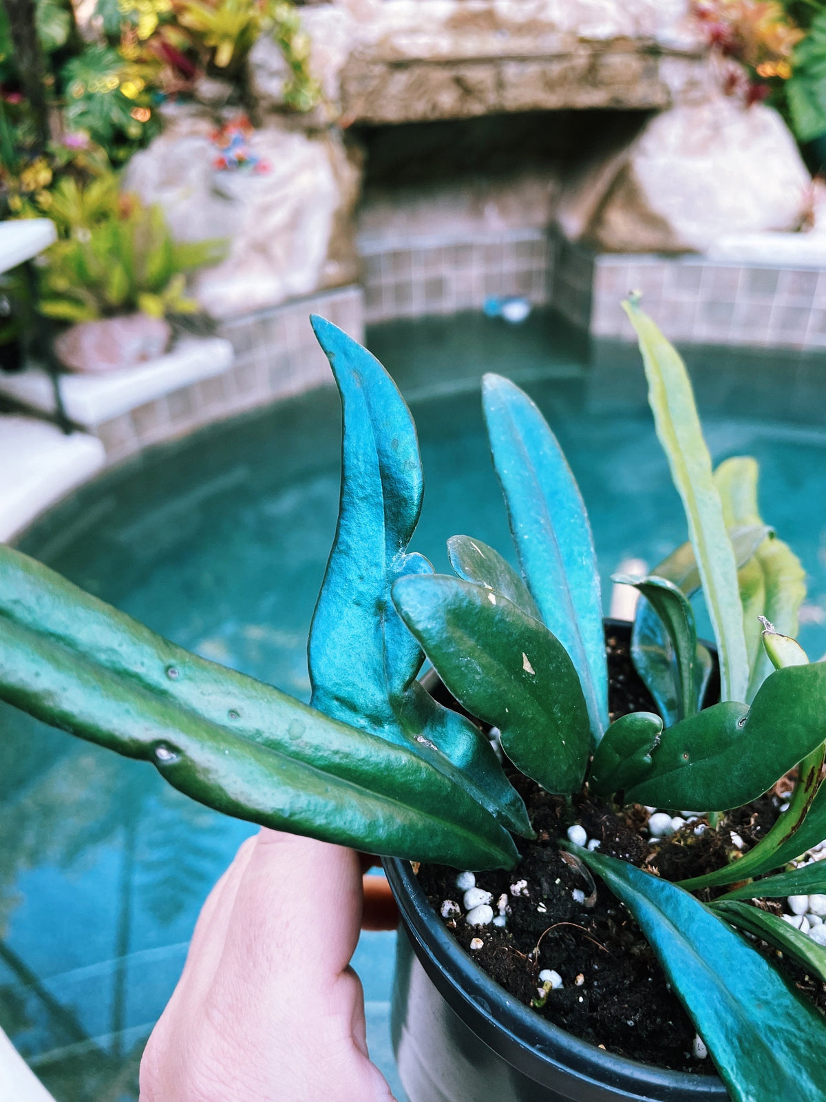 Rare Microsorum Thailandicum Blue Oil Iridescent Fern Live House Plant Potted 3” gift US Seller