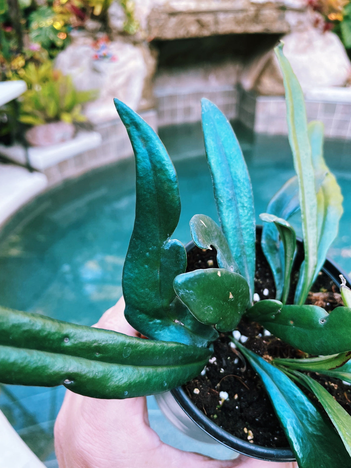 Rare Microsorum Thailandicum Blue Oil Iridescent Fern Live House Plant Potted 3” gift US Seller