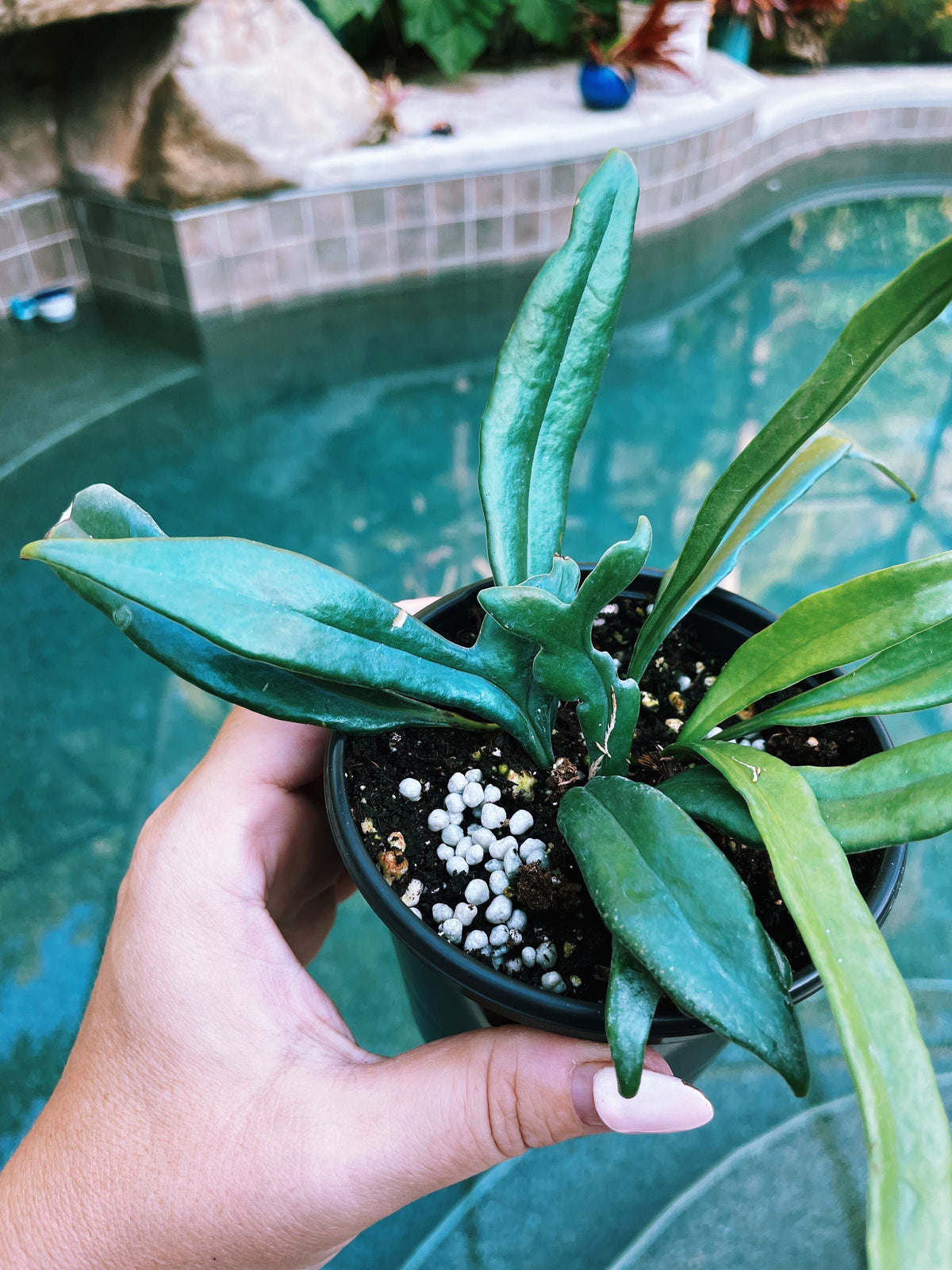 Rare Microsorum Thailandicum Blue Oil Iridescent Fern Live House Plant Potted 3” gift US Seller