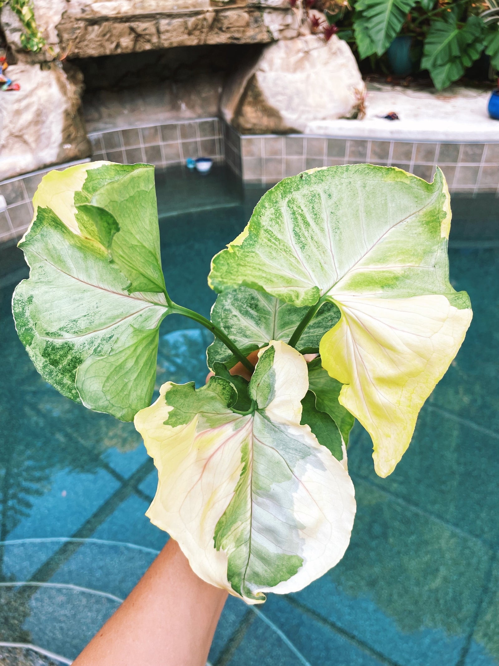 Syngonium Orm Thong White Variegated live 4” pot potted plant house plant