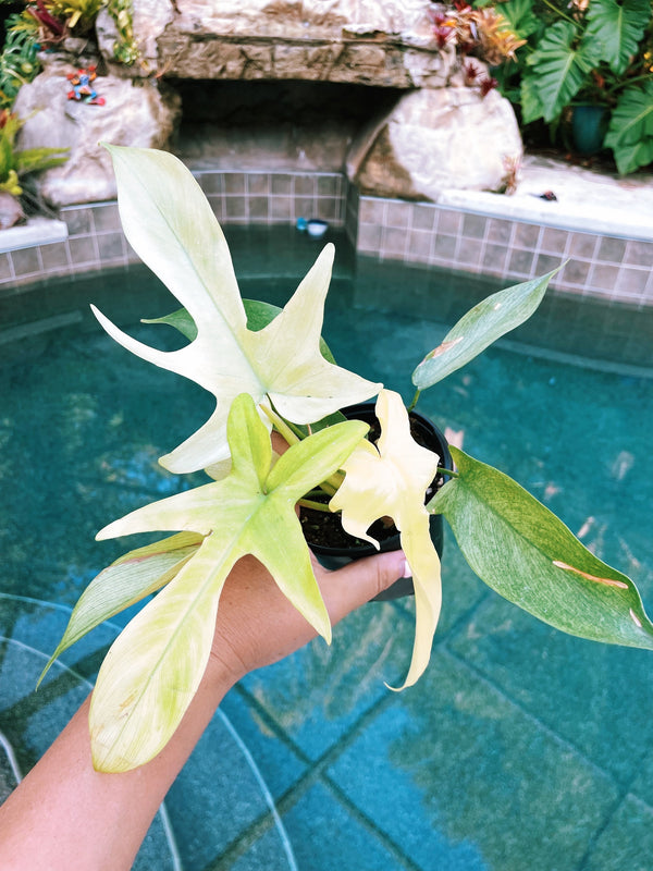 philodendron florida green flower Philodendron Florida Ghost Mint 4” pot potted plant gift Growers Choic