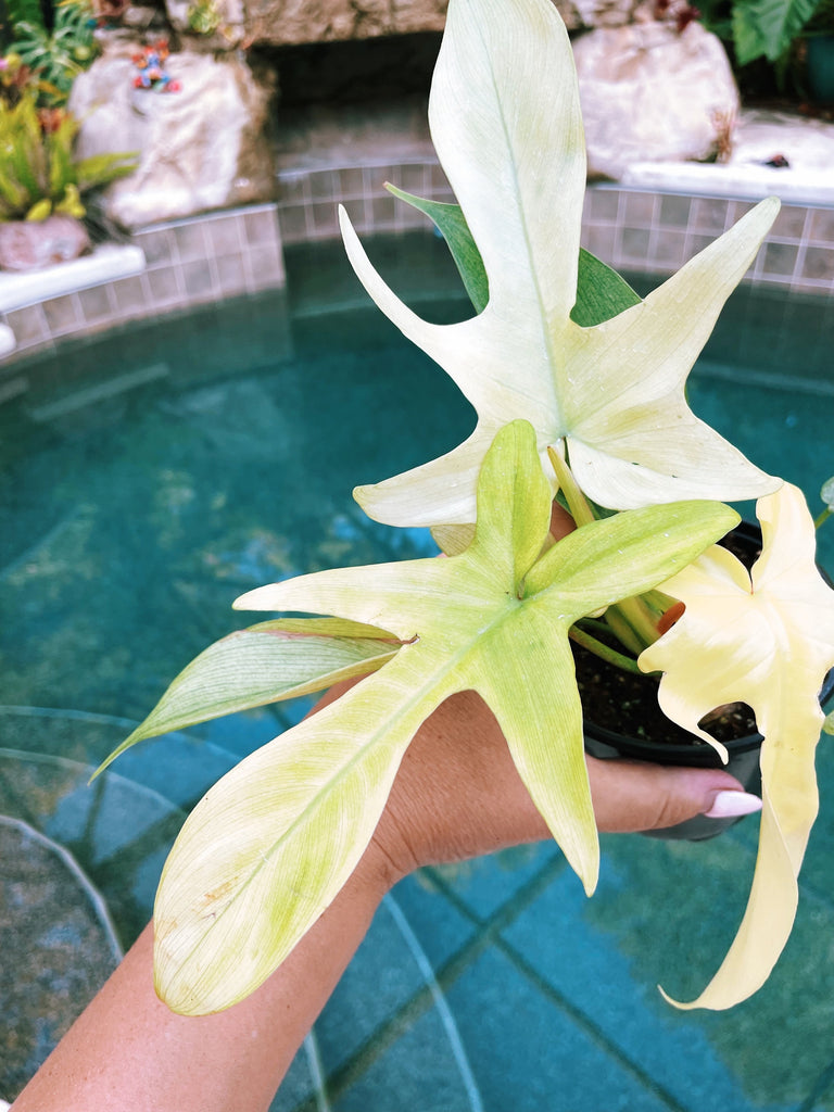 Philodendron Florida Ghost Mint 4” pot potted plant gift Growers Choic