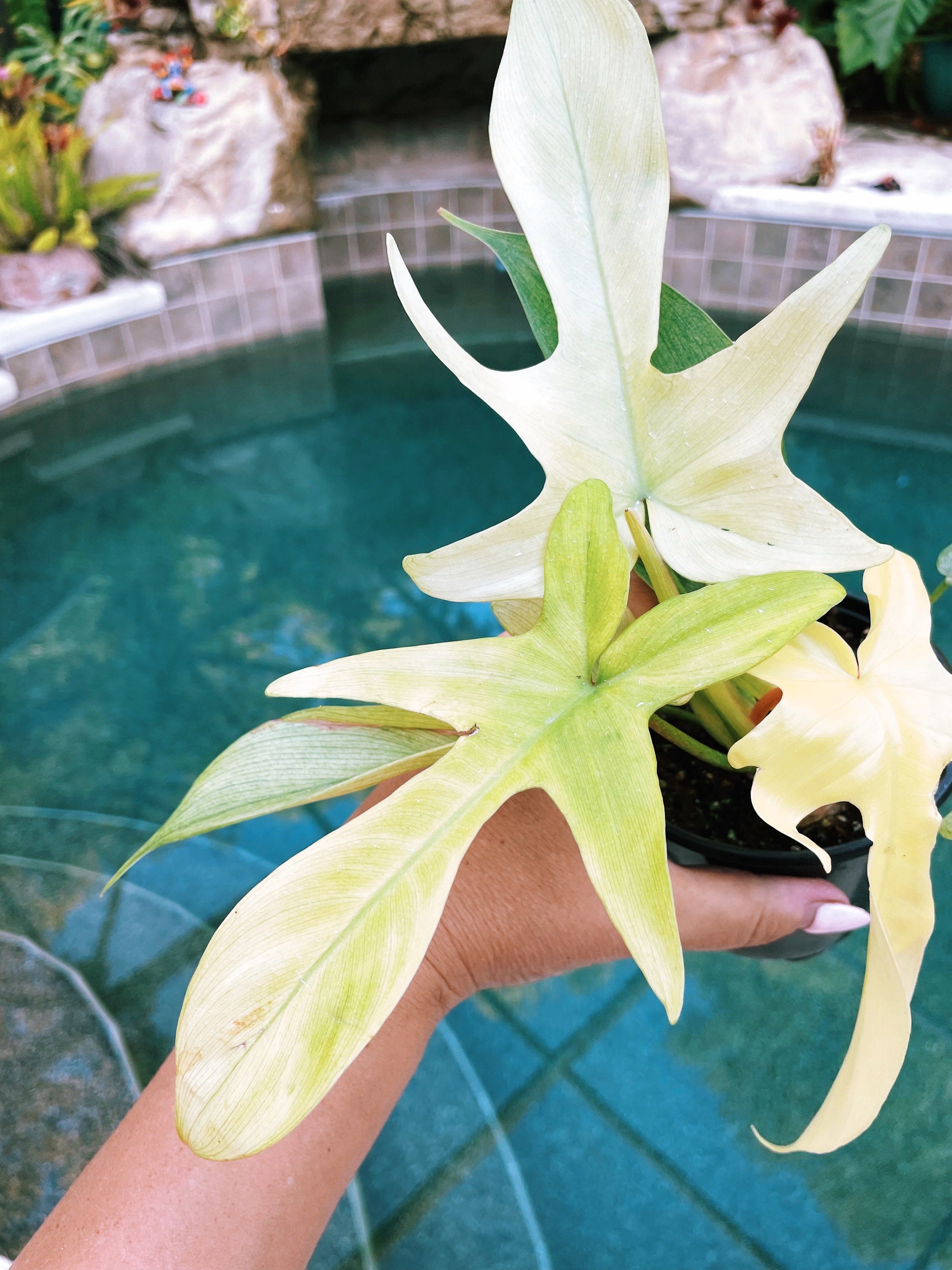 philodendron by pool Philodendron Florida Ghost Mint 4” pot potted plant gift Growers Choice