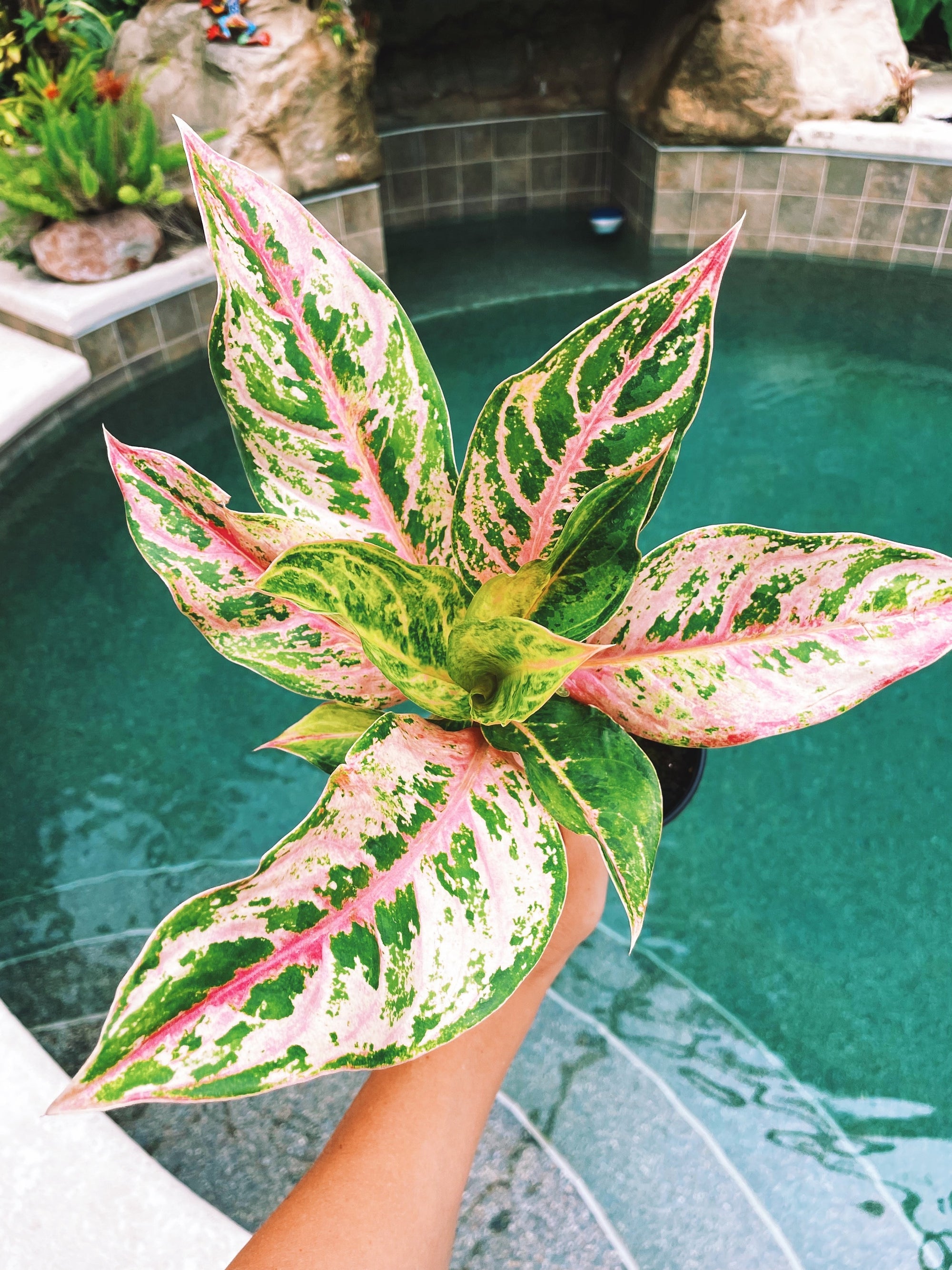 Rare Variegated Aglaonema ‘Aladdin Pink Live House Plant Potted 4 gift US Seller 21b