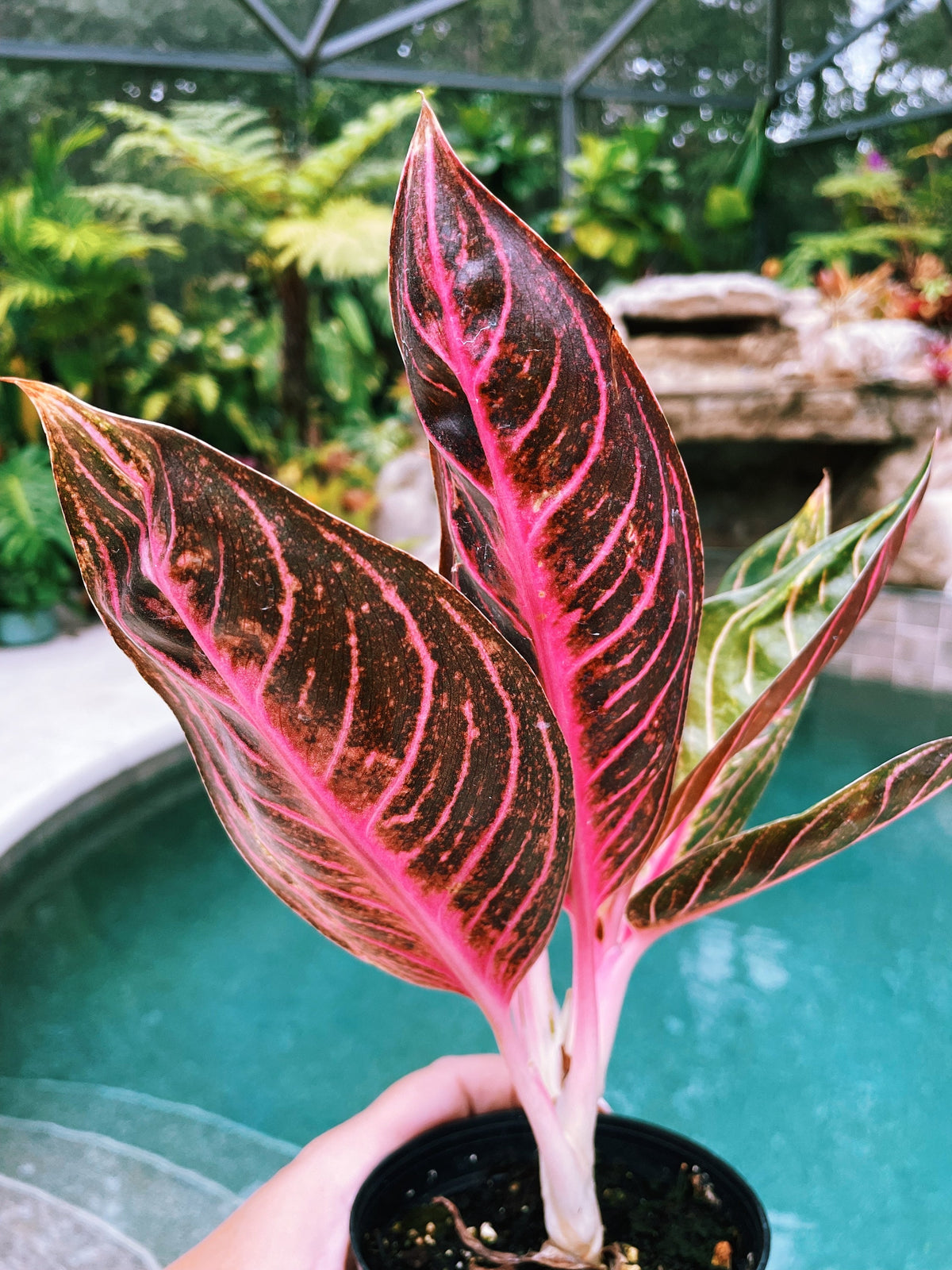 Rare Variegated Aglaonema Black Sumatra Pink Live House Plant Potted 4” pot gift US Seller 22b