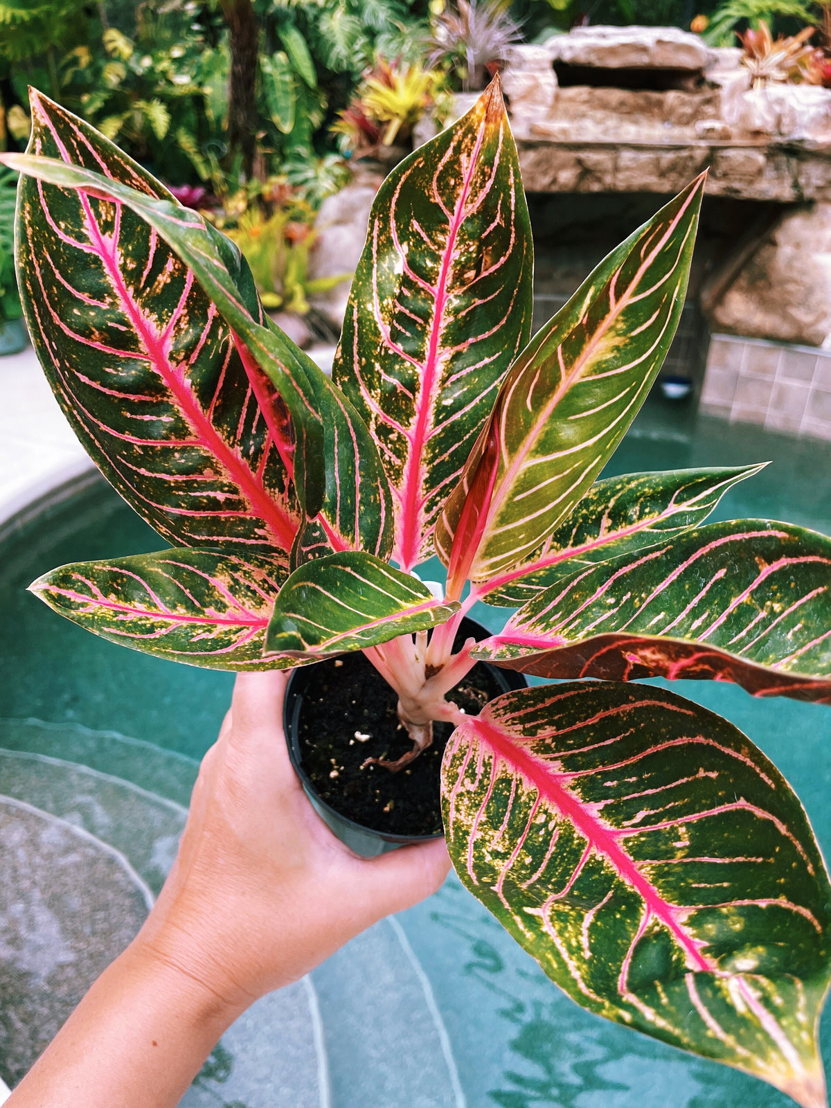 Rare Variegated Aglaonema Black Sumatra Pink Live House Plant Potted 4” pot gift US Seller 22b