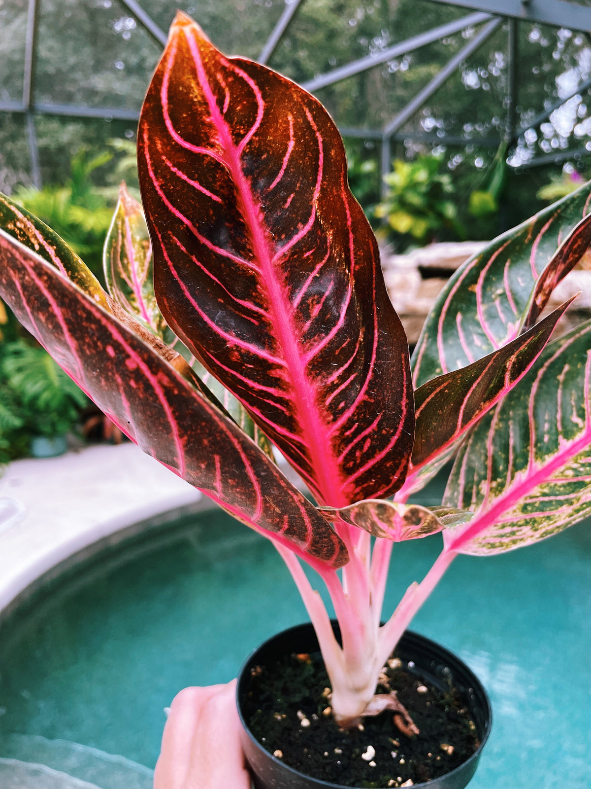 Rare Variegated Aglaonema Black Sumatra Pink Live House Plant Potted 4” pot gift US Seller 22b