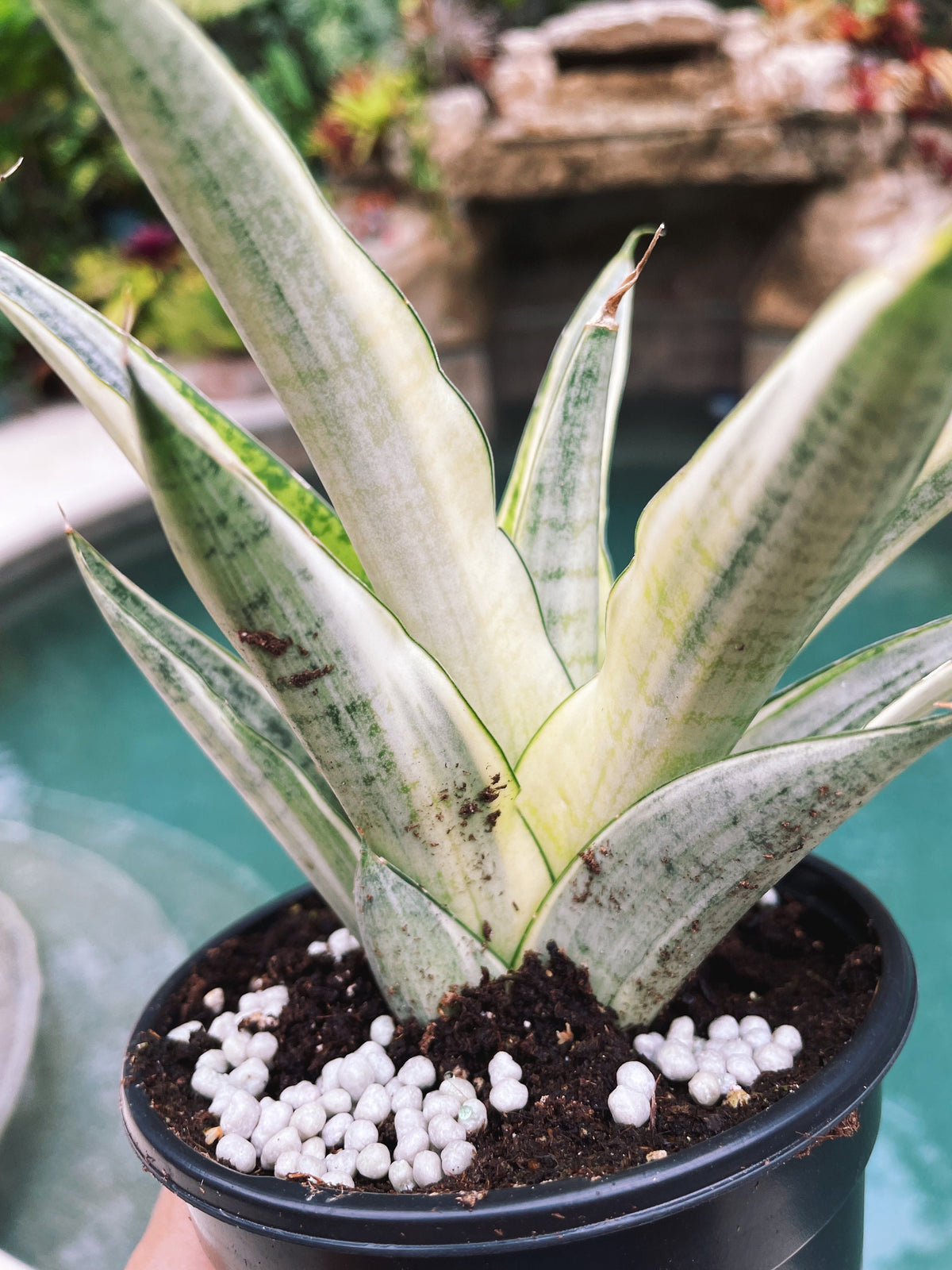 Sansevieria Gabriella White Albo Variegated  Snake Easy Care 4” Pot House Plant