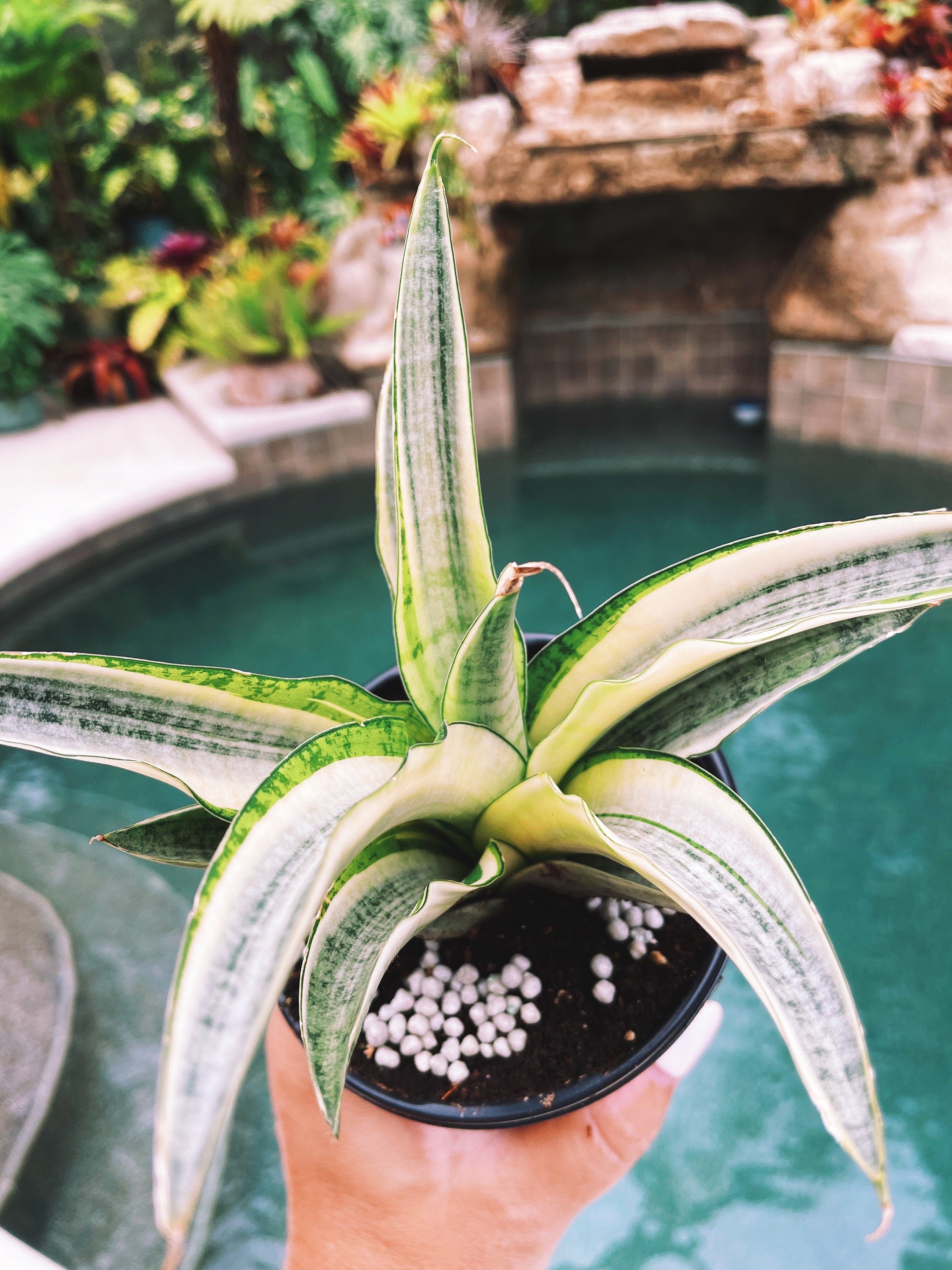 angel plants snake Sansevieria Gabriella White Albo Variegated Snake Easy Care 4” Pot Hou