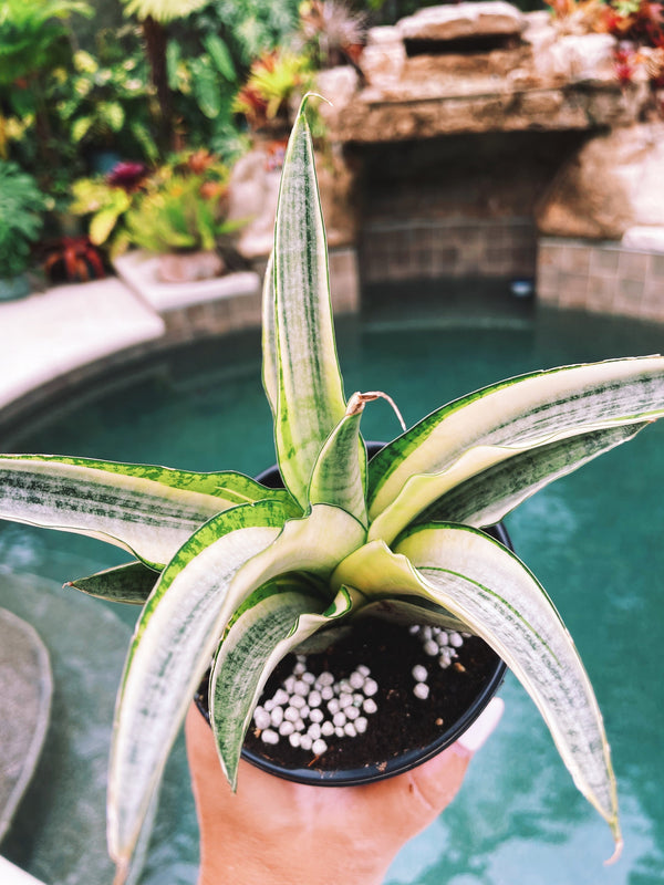 Sansevieria Gabriella White Albo Variegated Snake Easy Care 4” Pot Hou