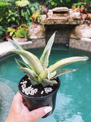 sansevieria parva white variegated Sansevieria Gabriella White Albo Variegated Snake Easy Care 4” Pot Hou