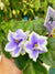 Live house plant variegated bloom Harmonys African Violet Hunters North Star garden 4 flower Potted gift