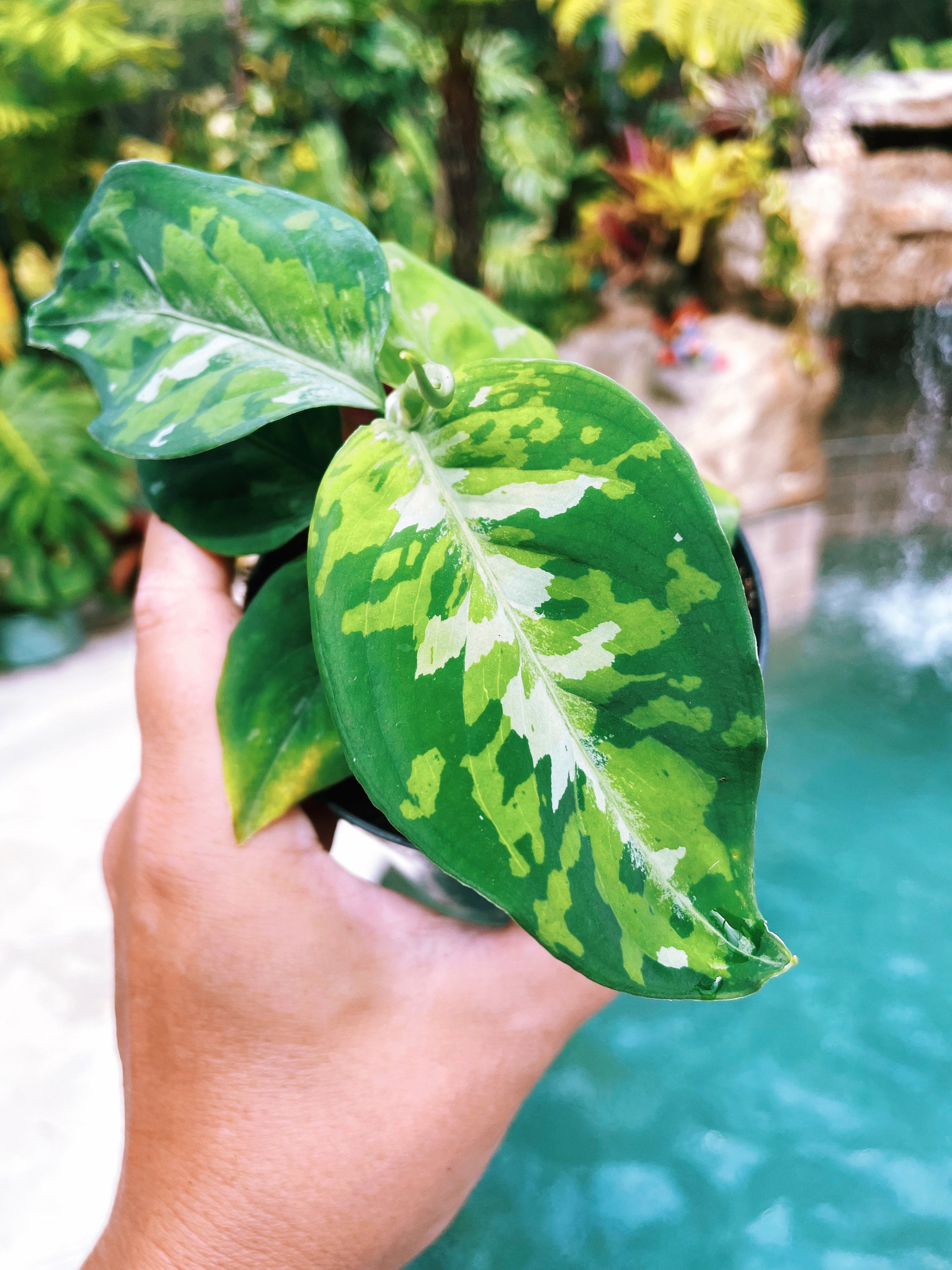 Rare Variegated Aglaonema Pictum Tricolor Camo Live House