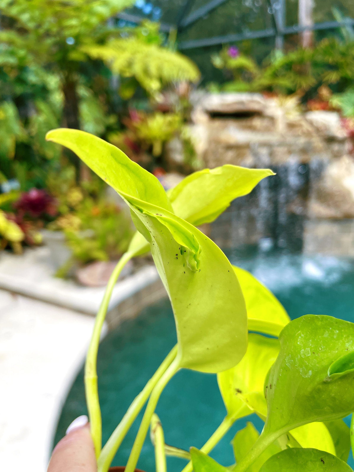 Epipremnum Teruno Champs Elysees Neon Lime Climbing Tropical House 3&quot; potted Plant Aroid