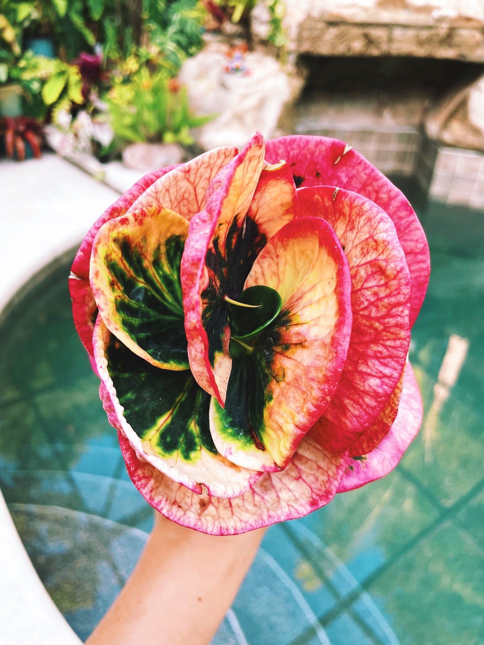 Rose Croton Live pink colorful tropical 4” pot Potted House Plant Gift