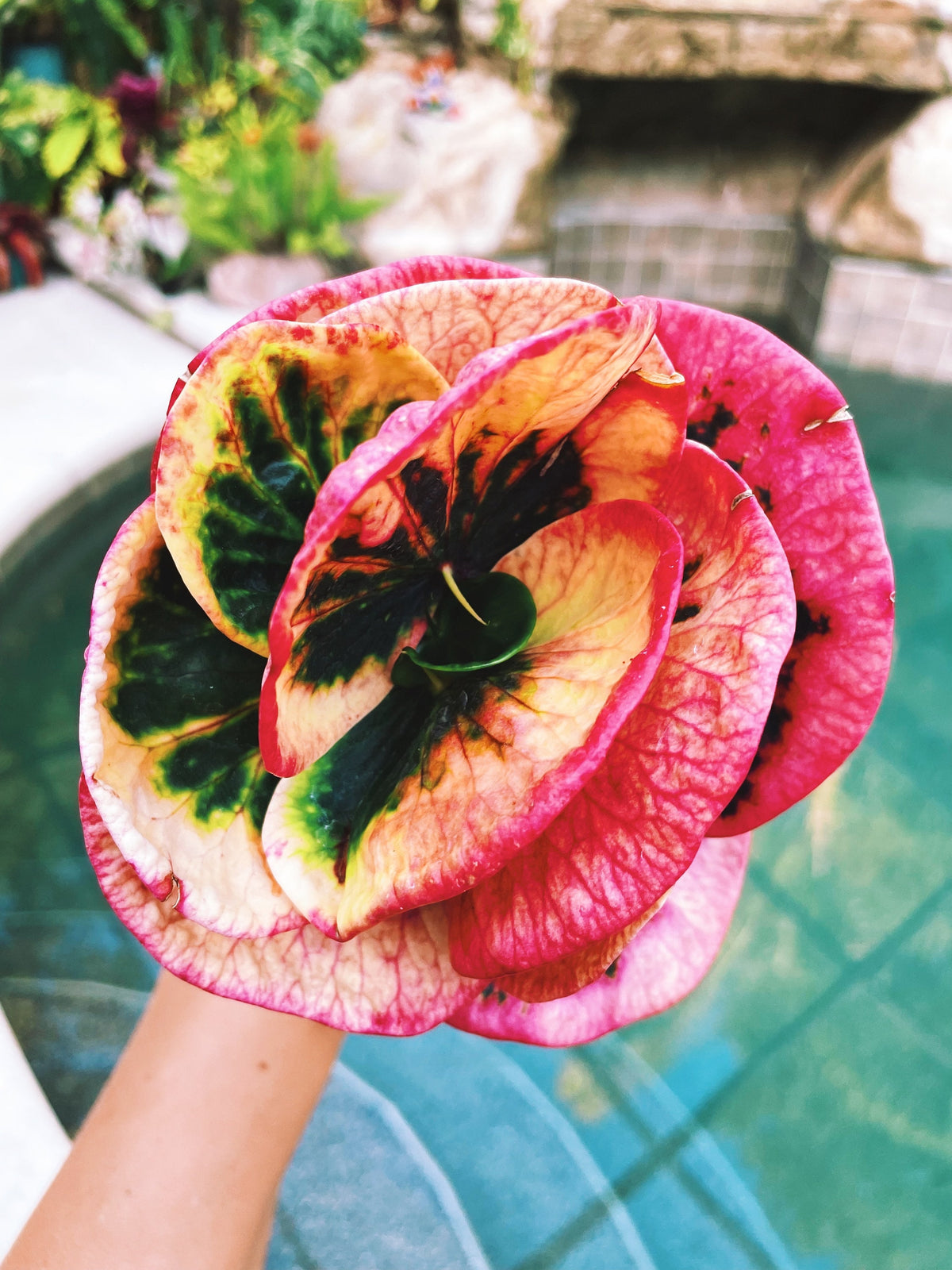 Rose Croton Live pink colorful tropical 4” pot Potted House Plant Gift