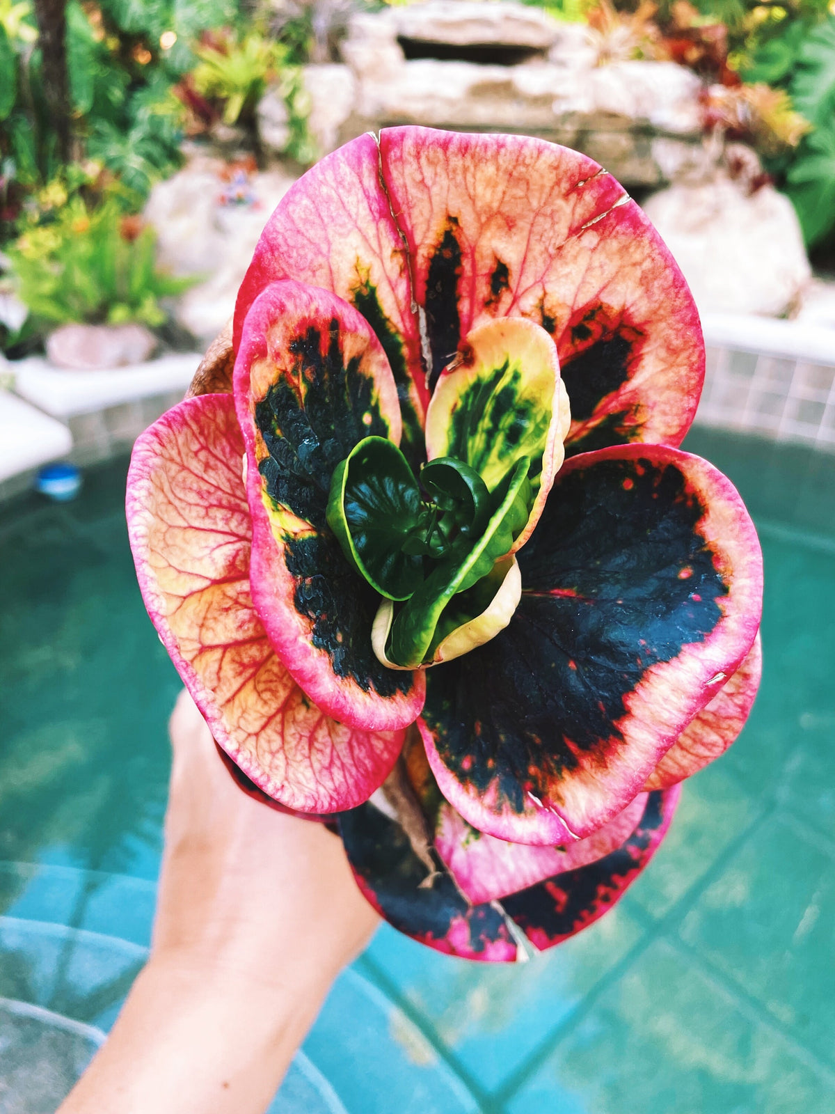 Rose Croton Live pink colorful tropical 4” pot Potted House Plant Gift