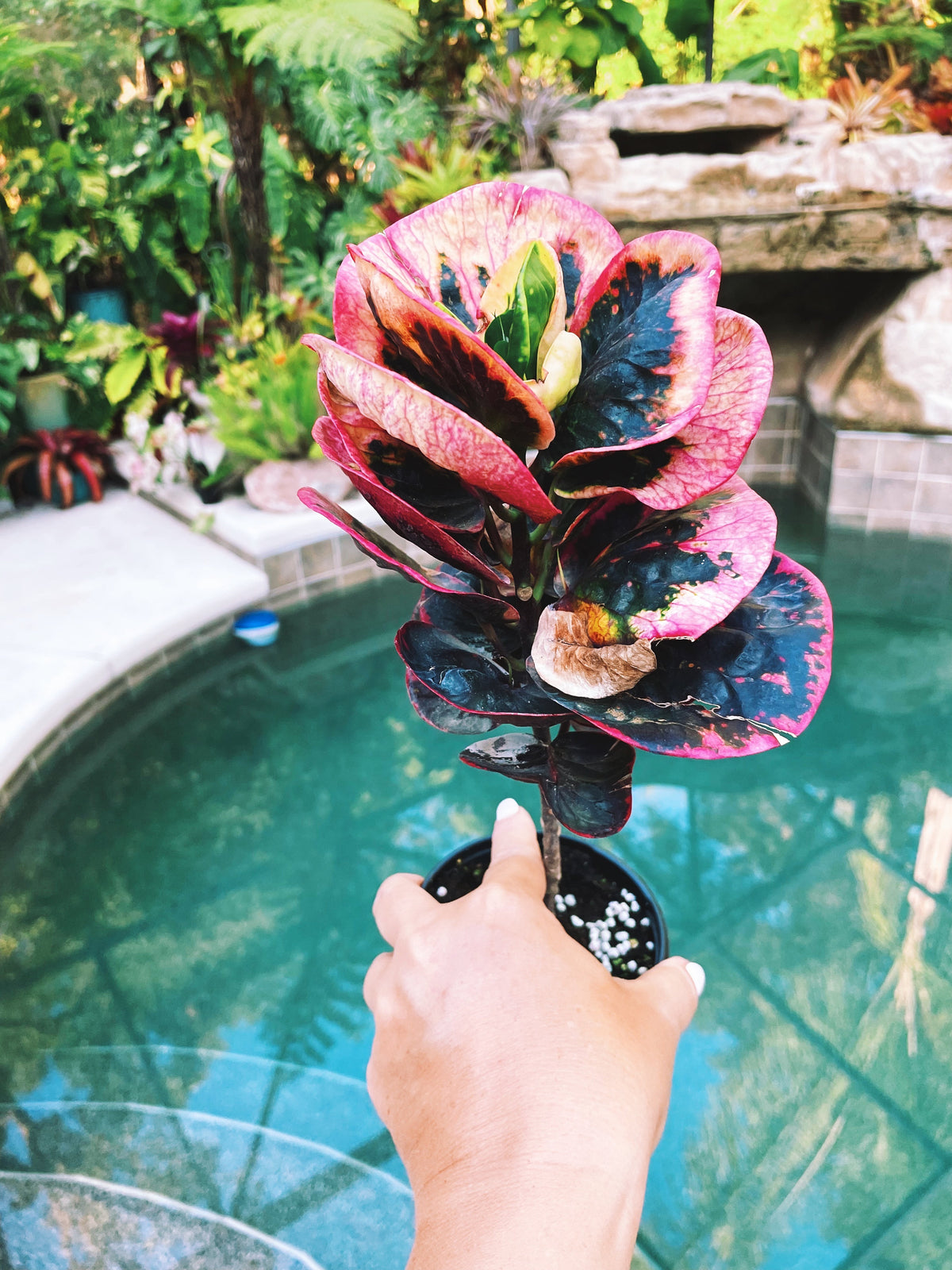 Rose Croton Live pink colorful tropical 4” pot Potted House Plant Gift