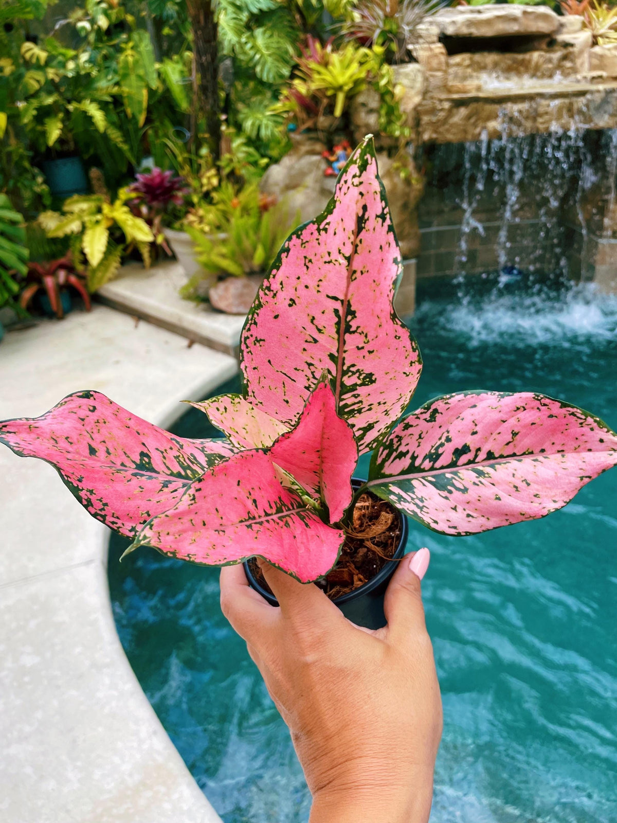 Rare Variegated Aglaonema Pink Kamkoon Live House Plant Potted 4” pot gift US Seller
