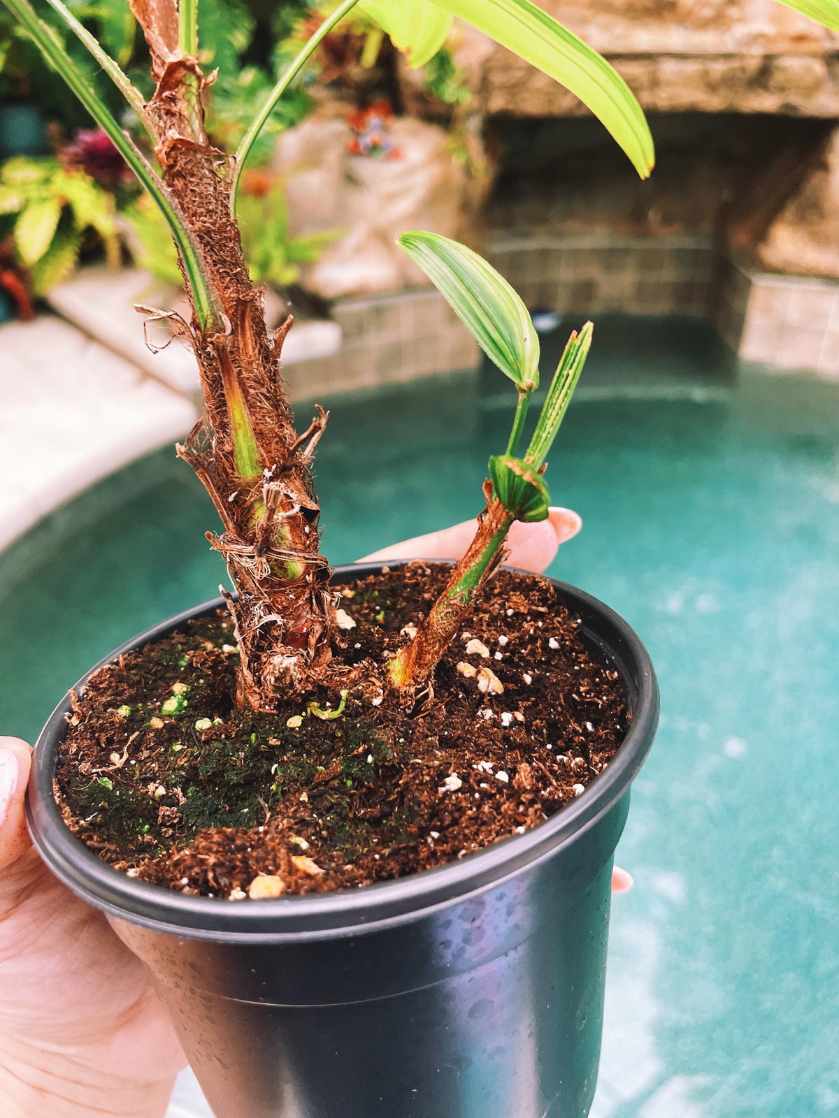 RARE Rhapis Excelsa Zuiko Nishiki Lady Palm Variegated Tropical 4&quot; Pot House Plant growers Choice