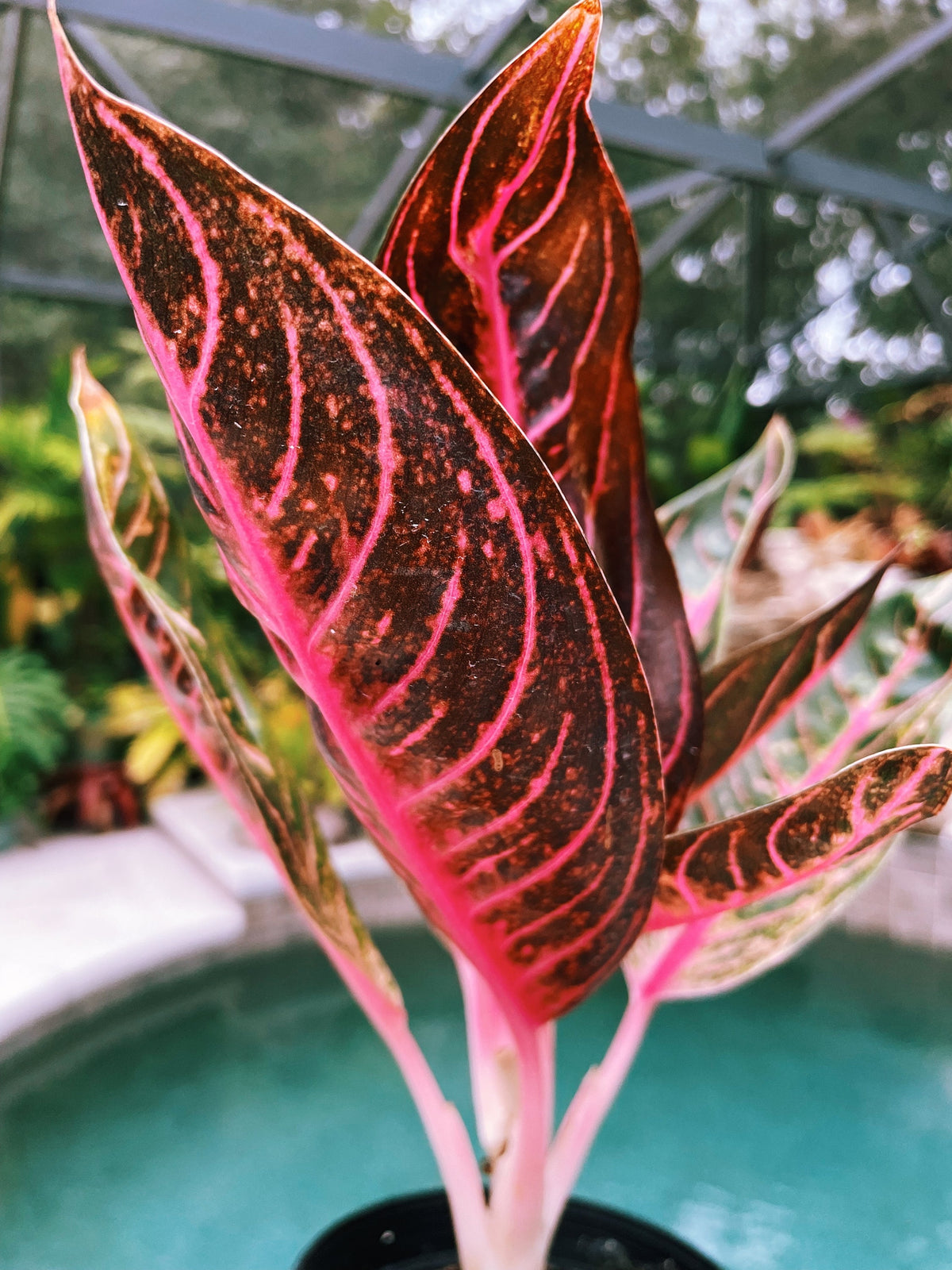 Rare Variegated Aglaonema Black Sumatra Pink Live House Plant Potted 4” pot gift US Seller 22b