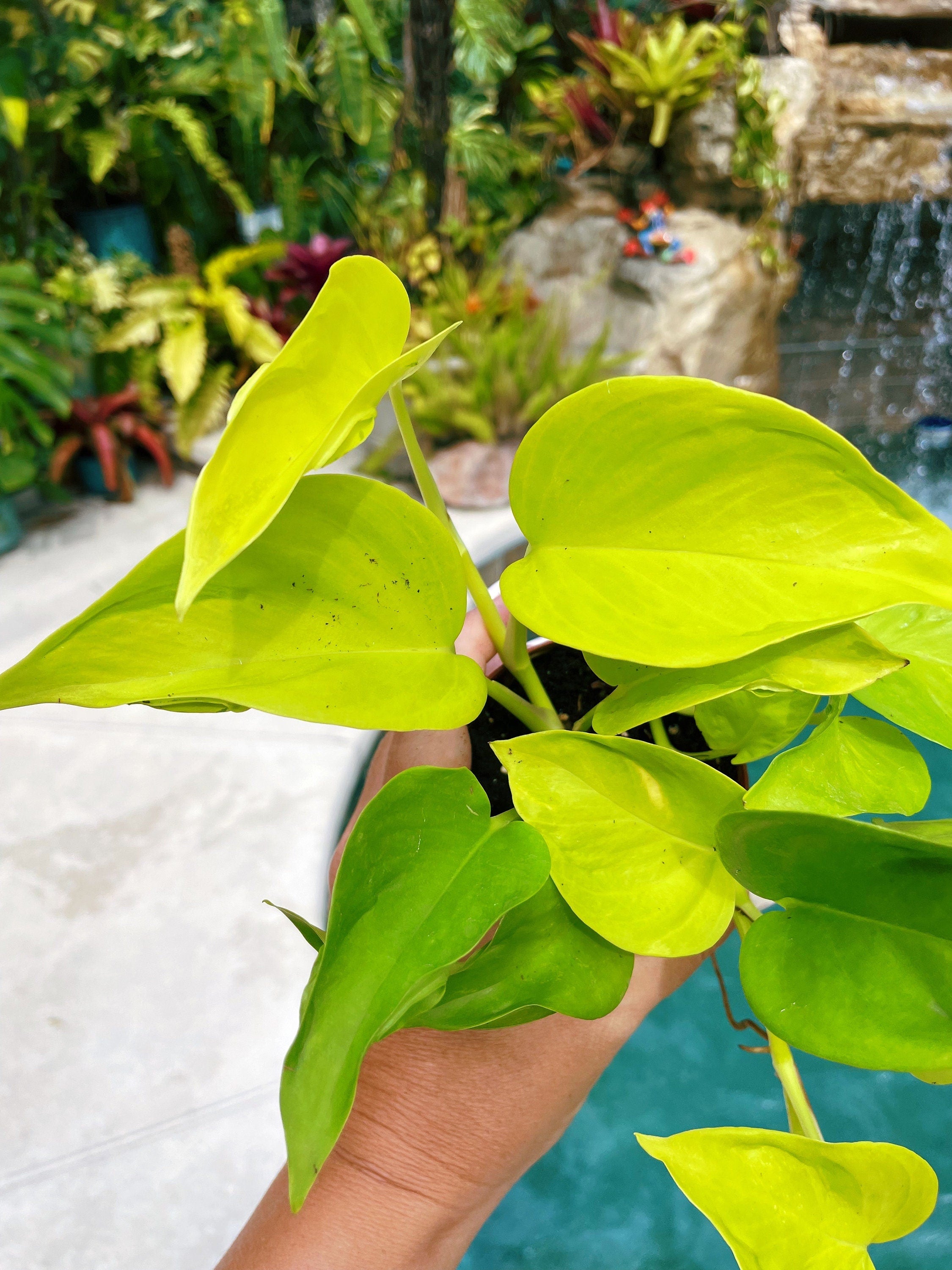 teruno series pothos Epipremnum Teruno Champs Elysees Neon Lime Climbing Tropical House 3"