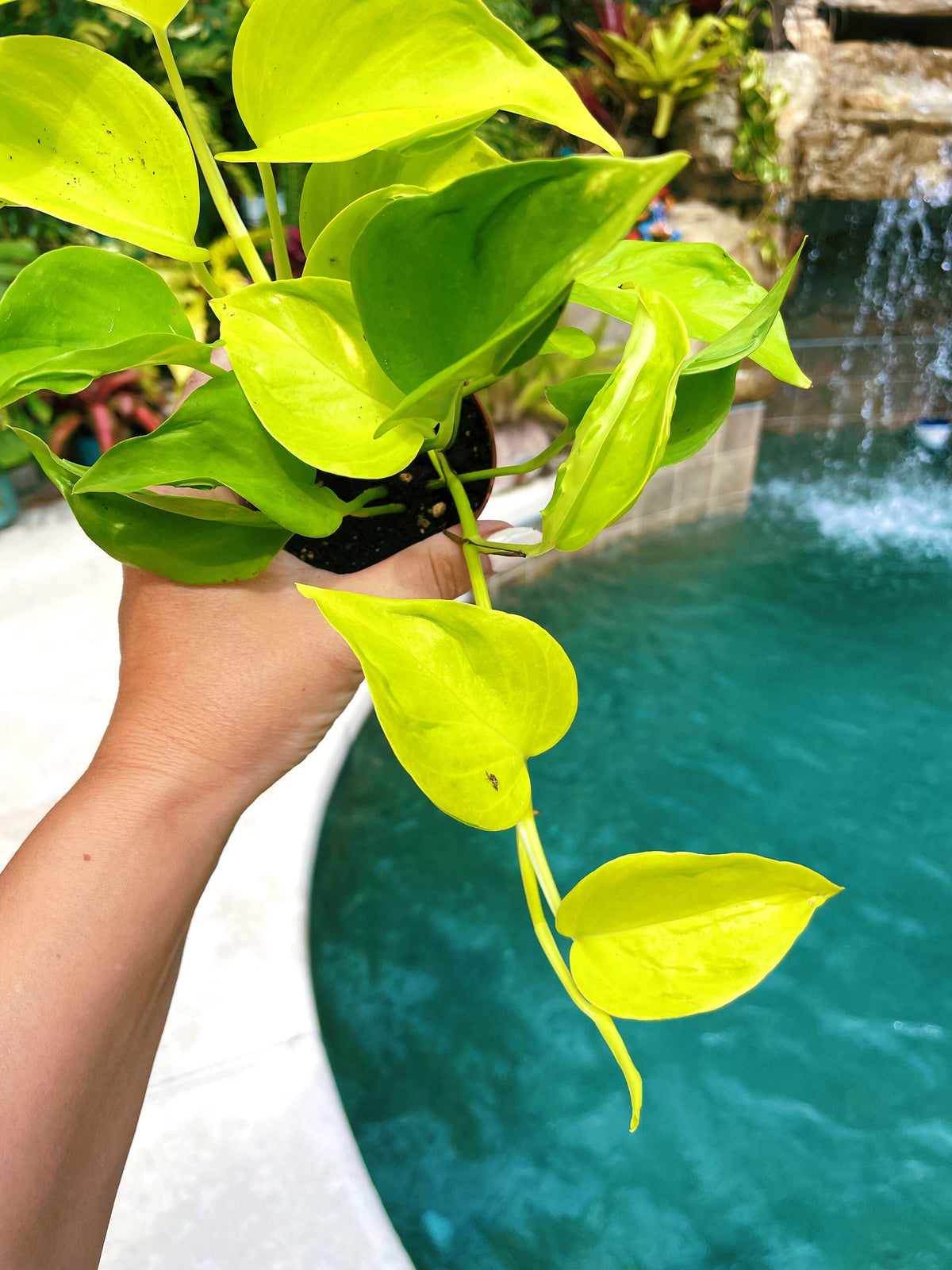 Epipremnum Teruno Champs Elysees Neon Lime Climbing Tropical House 3&quot; potted Plant Aroid