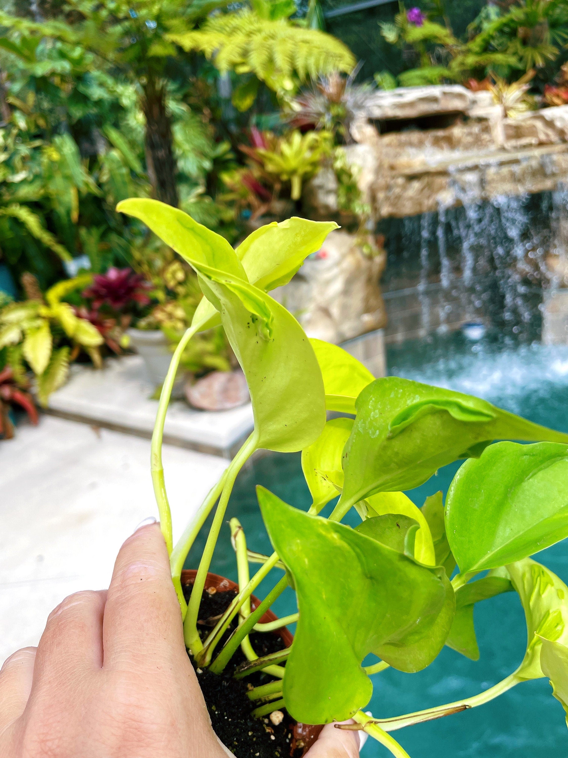 pothos champs elysees Epipremnum Teruno Champs Elysees Neon Lime Climbing Tropical House 3"