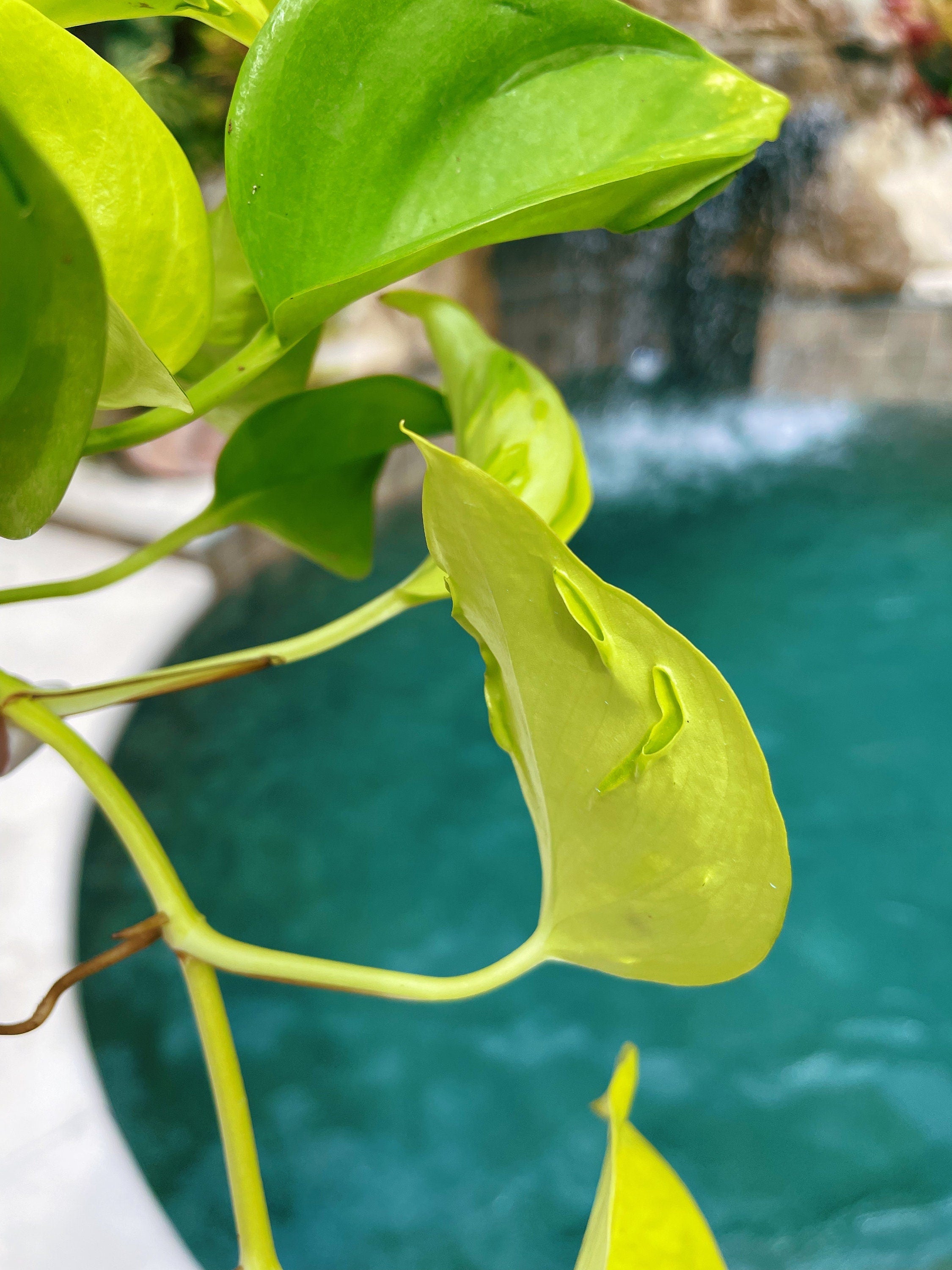 pothos teruno Epipremnum Teruno Champs Elysees Neon Lime Climbing Tropical House 3"