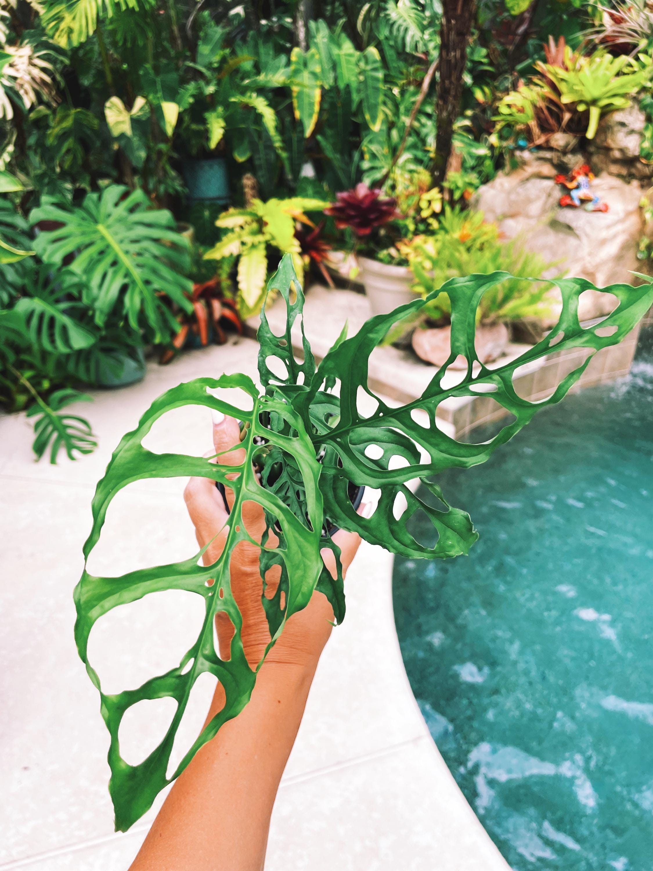 monstera adansonii obliqua peru Monstera Obliqua Peru Tropical Climbing House Plant Aroid 4" Potted