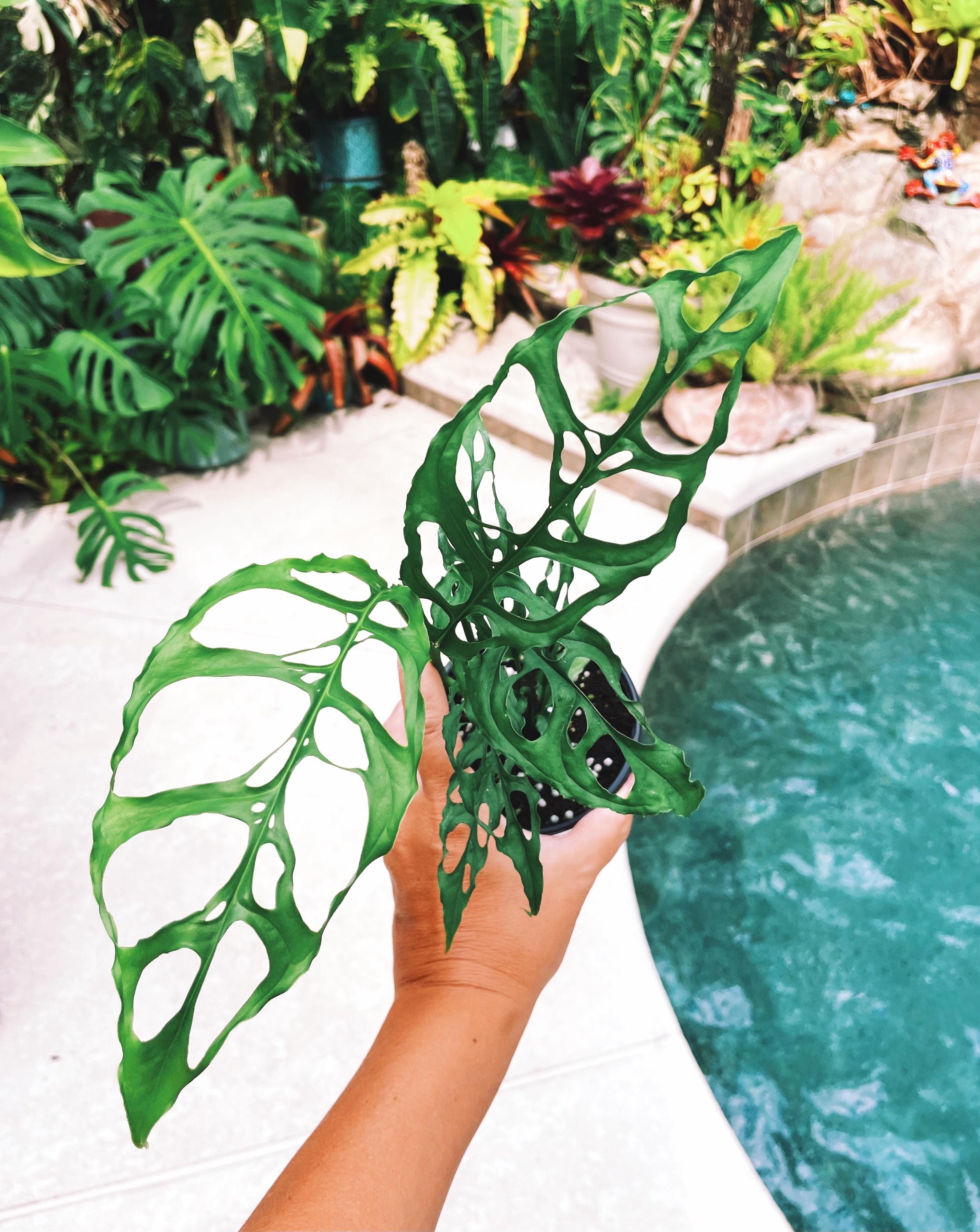 monstera obliqua Monstera Obliqua Peru Tropical Climbing House Plant Aroid 4" Potted