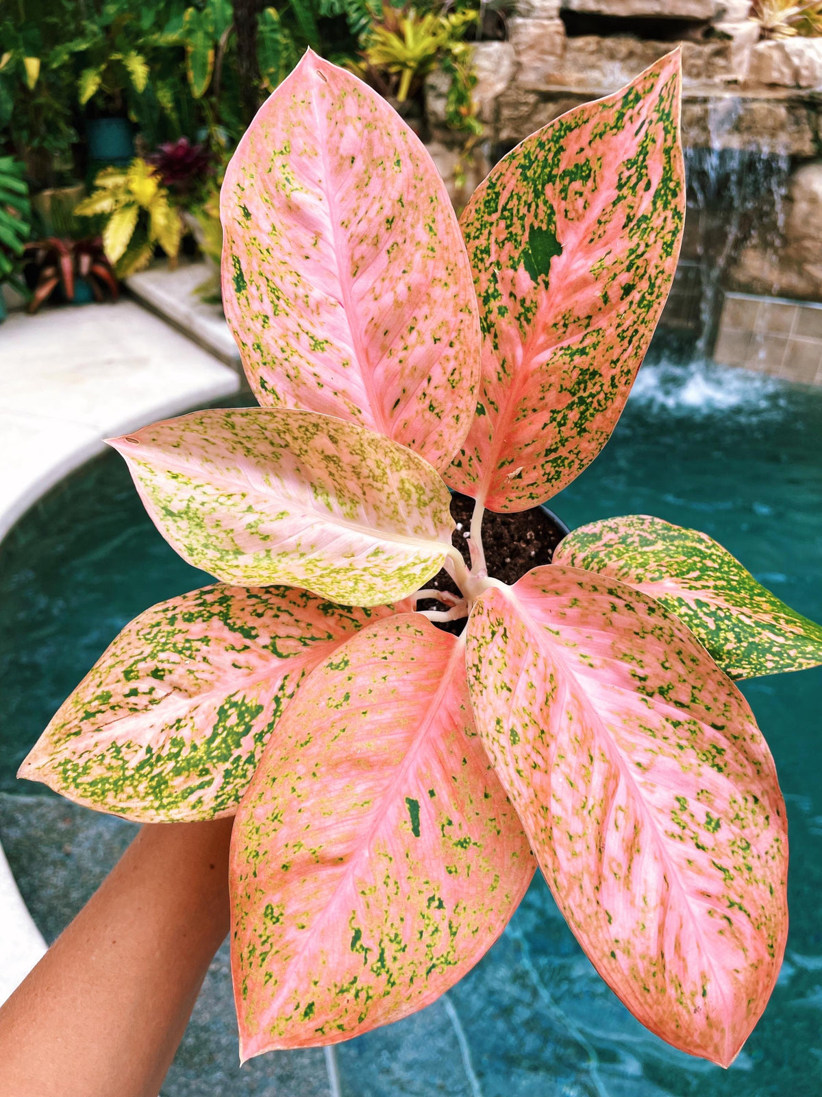Rare Variegated Aglaonema ‘Orange Stardust Live House Plant Potted 4&quot; gift US Seller