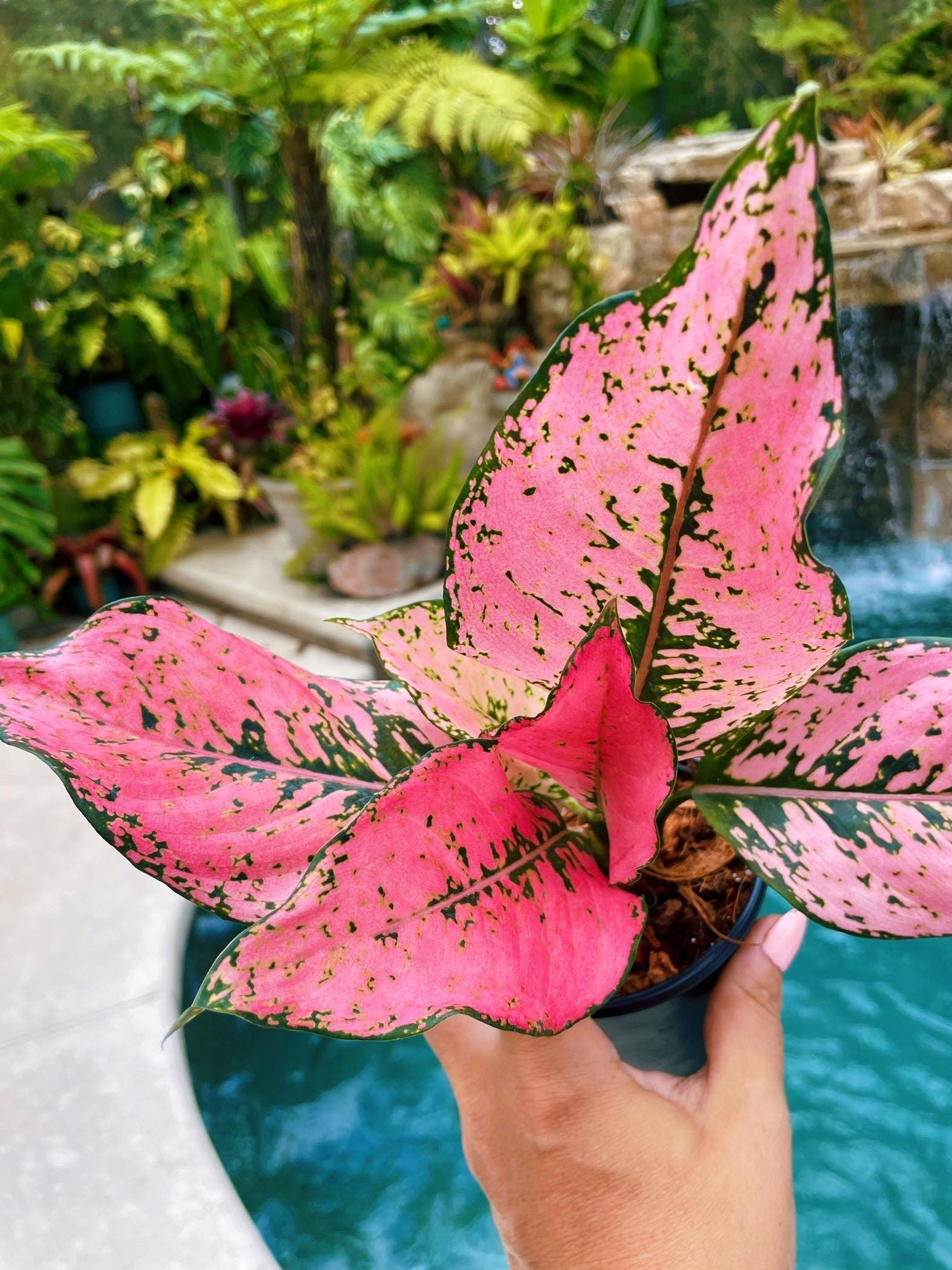 Rare Variegated Aglaonema Pink Kamkoon Live House Plant Potted 4” pot gift US Seller