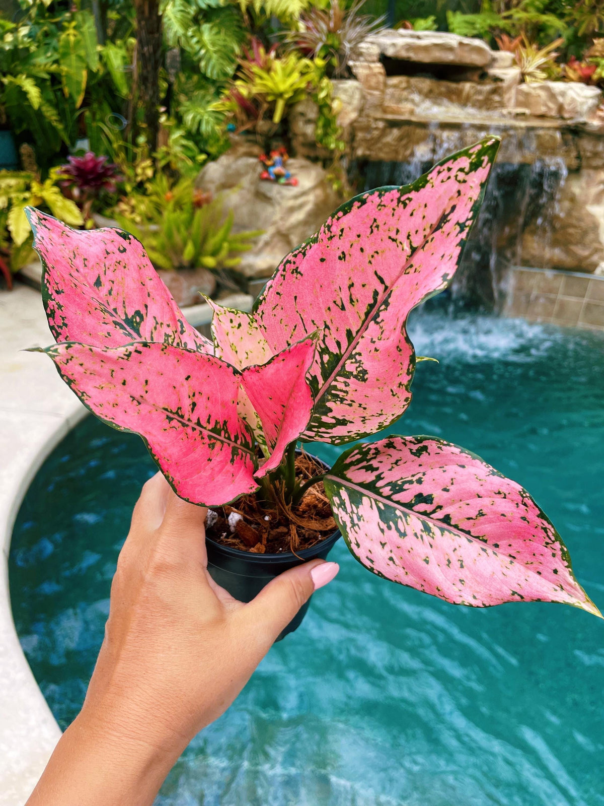 Rare Variegated Aglaonema Pink Kamkoon Live House Plant Potted 4” pot gift US Seller