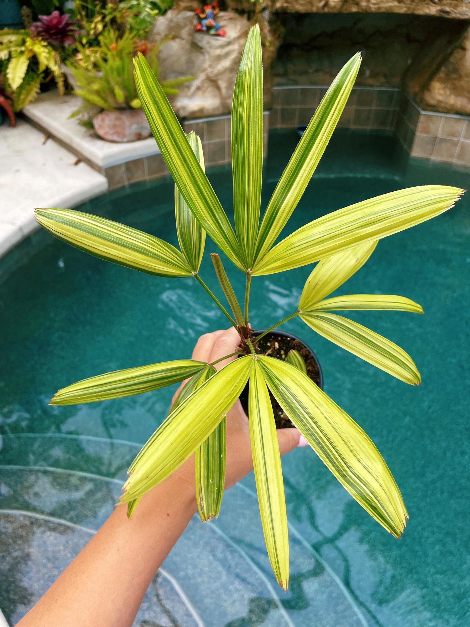 RARE Rhapis Excelsa Zuiko Nishiki Lady Palm Variegated Tropical 4" Pot House Plant growers Choice