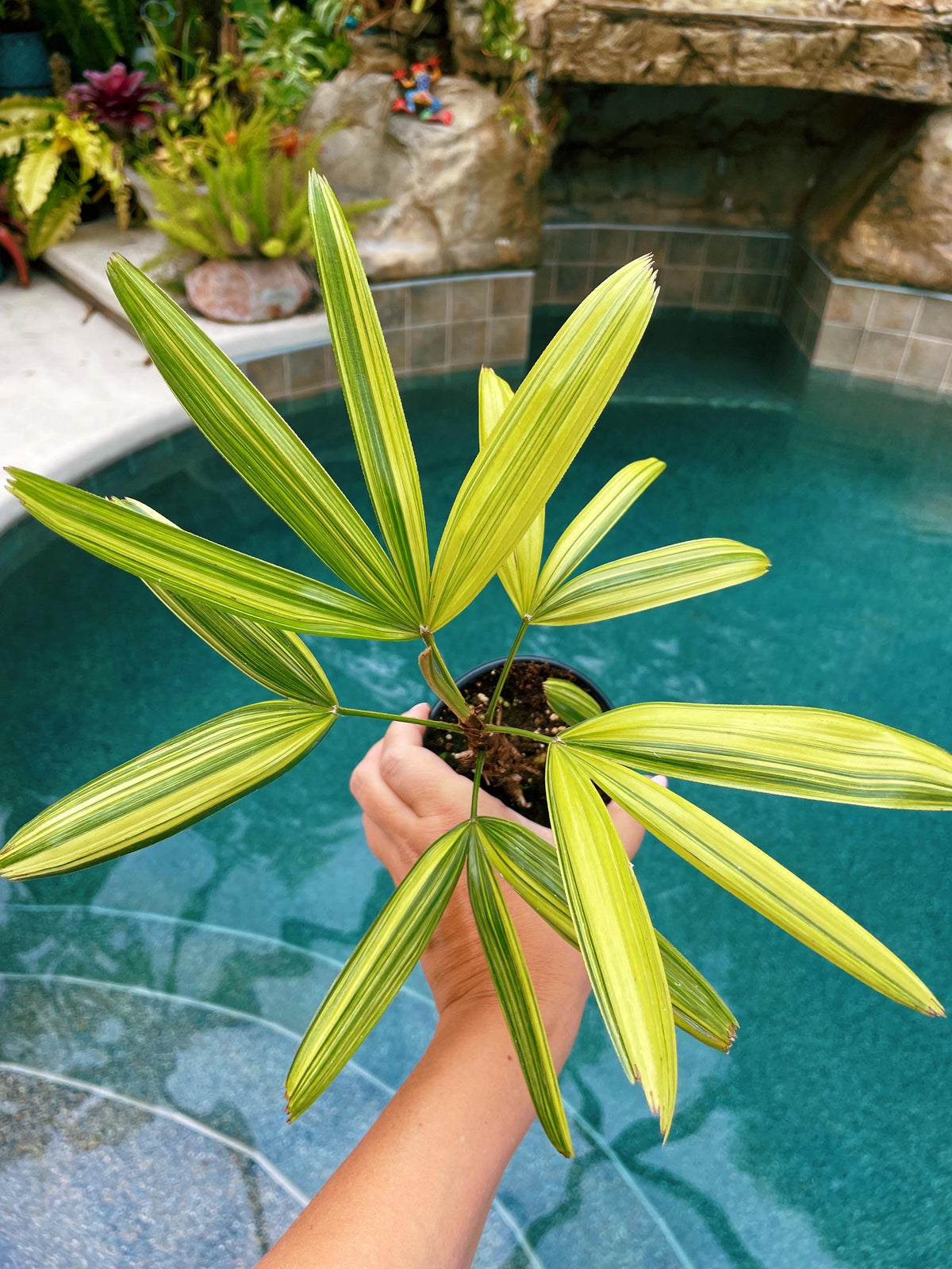 RARE Rhapis Excelsa Zuiko Nishiki Lady Palm Variegated Tropical 4&quot; Pot House Plant growers Choice