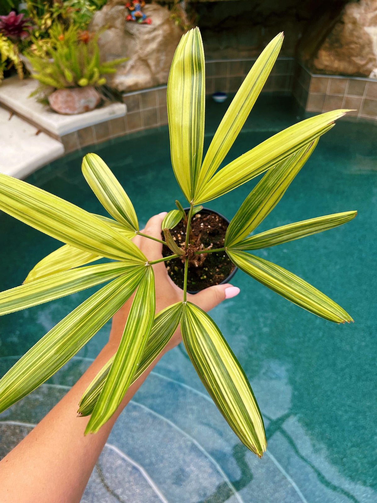 RARE Rhapis Excelsa Zuiko Nishiki Lady Palm Variegated Tropical 4&quot; Pot House Plant growers Choice