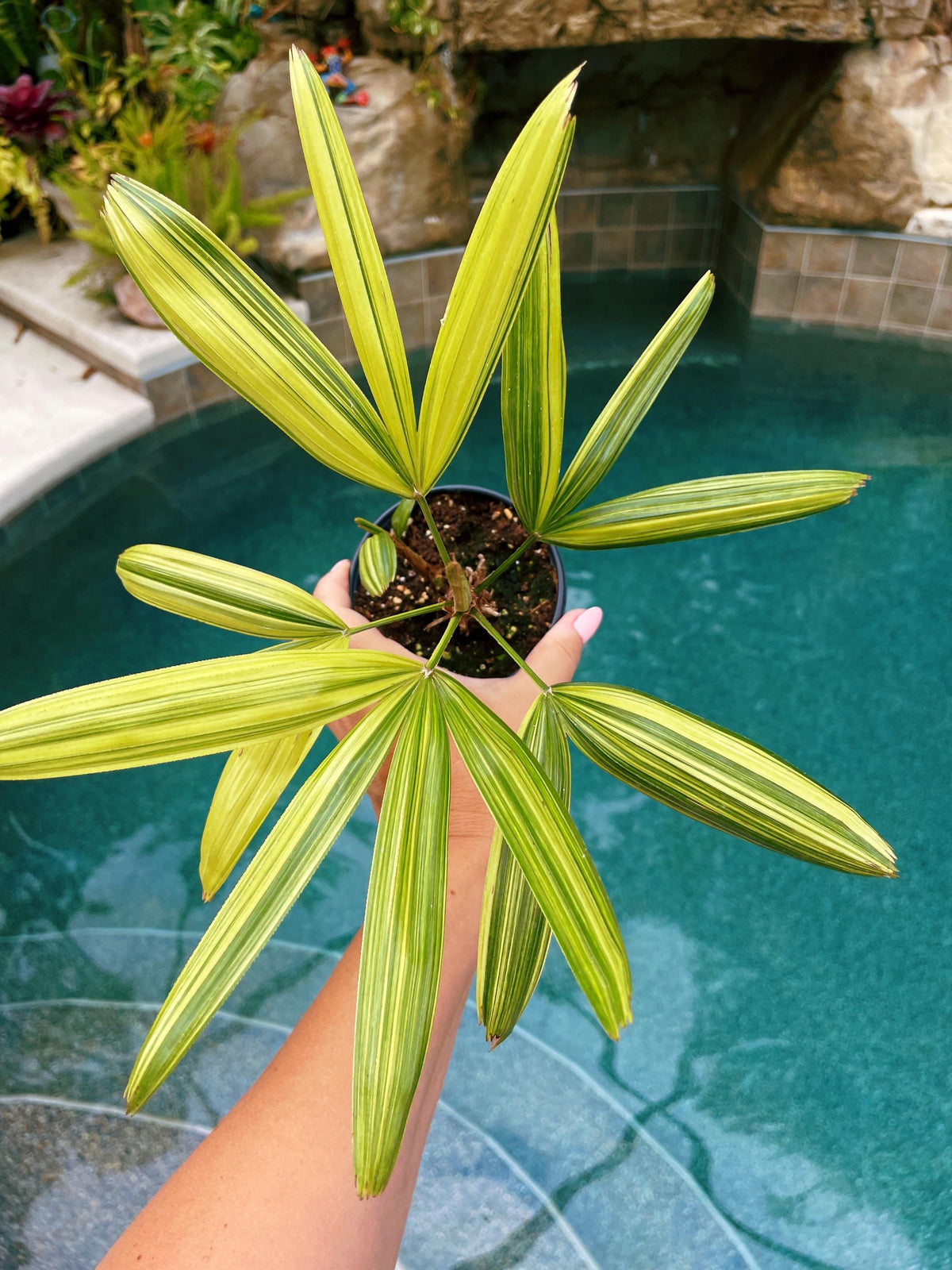RARE Rhapis Excelsa Zuiko Nishiki Lady Palm Variegated Tropical 4&quot; Pot House Plant growers Choice
