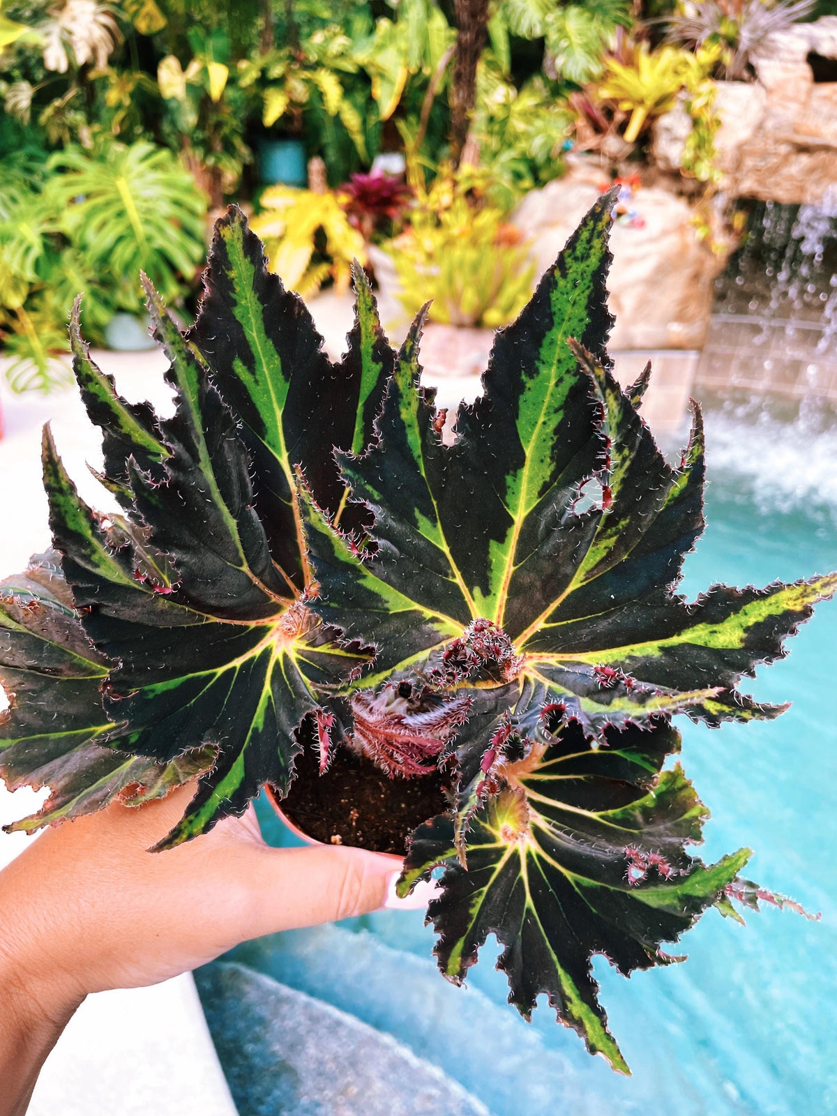 Begonia Breakdance Black Green Blue Flash Live House starter Plant Potted 4” gift