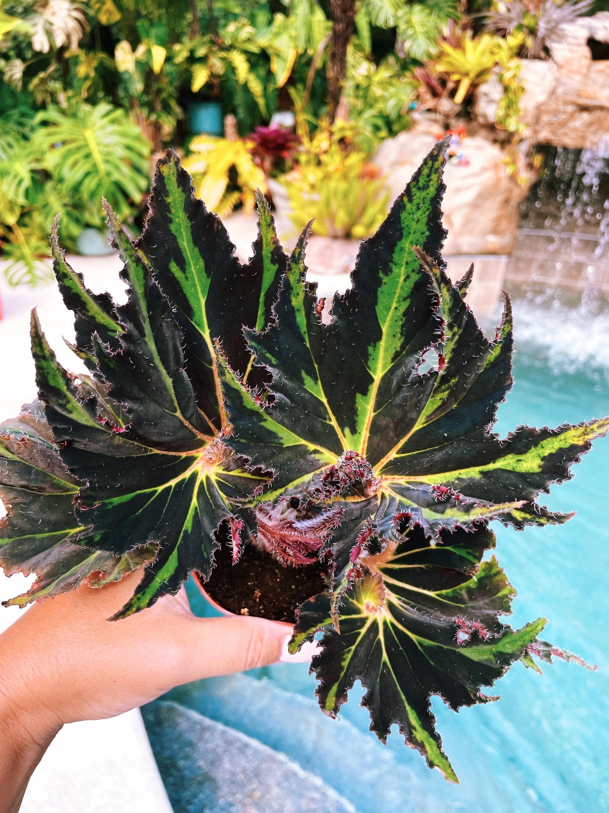 Begonia Breakdance Black Green Blue Flash Live House starter Plant Potted 4” gift