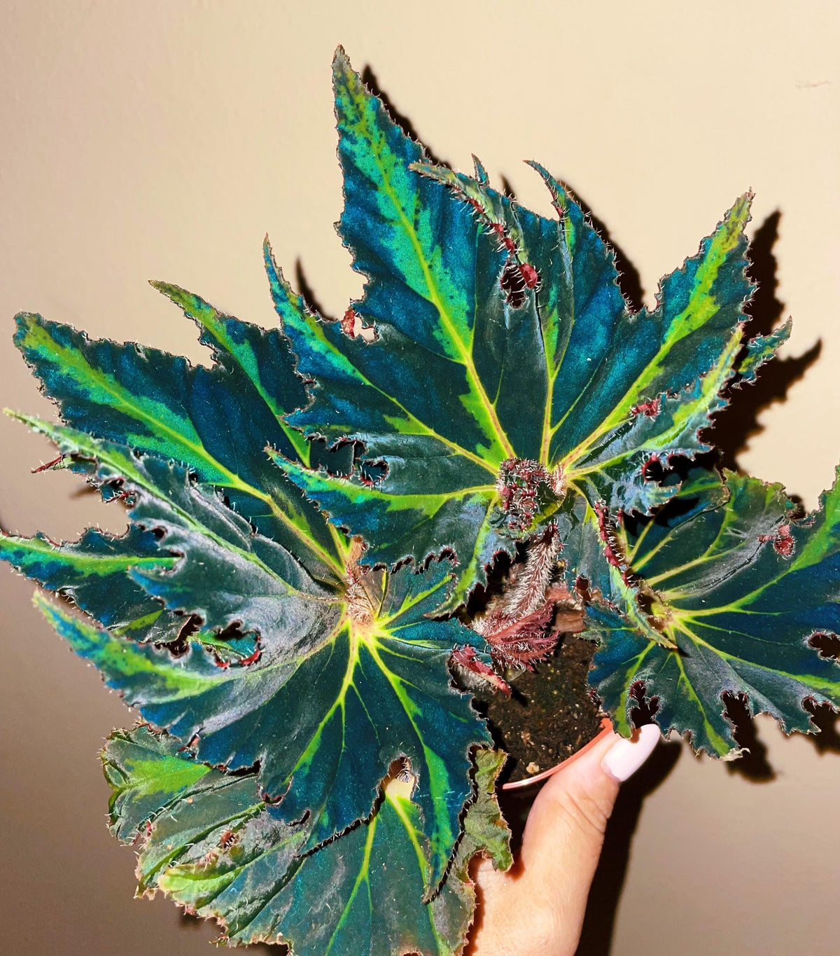 Begonia Breakdance Black Green Blue Flash Live House starter Plant Potted 4” gift