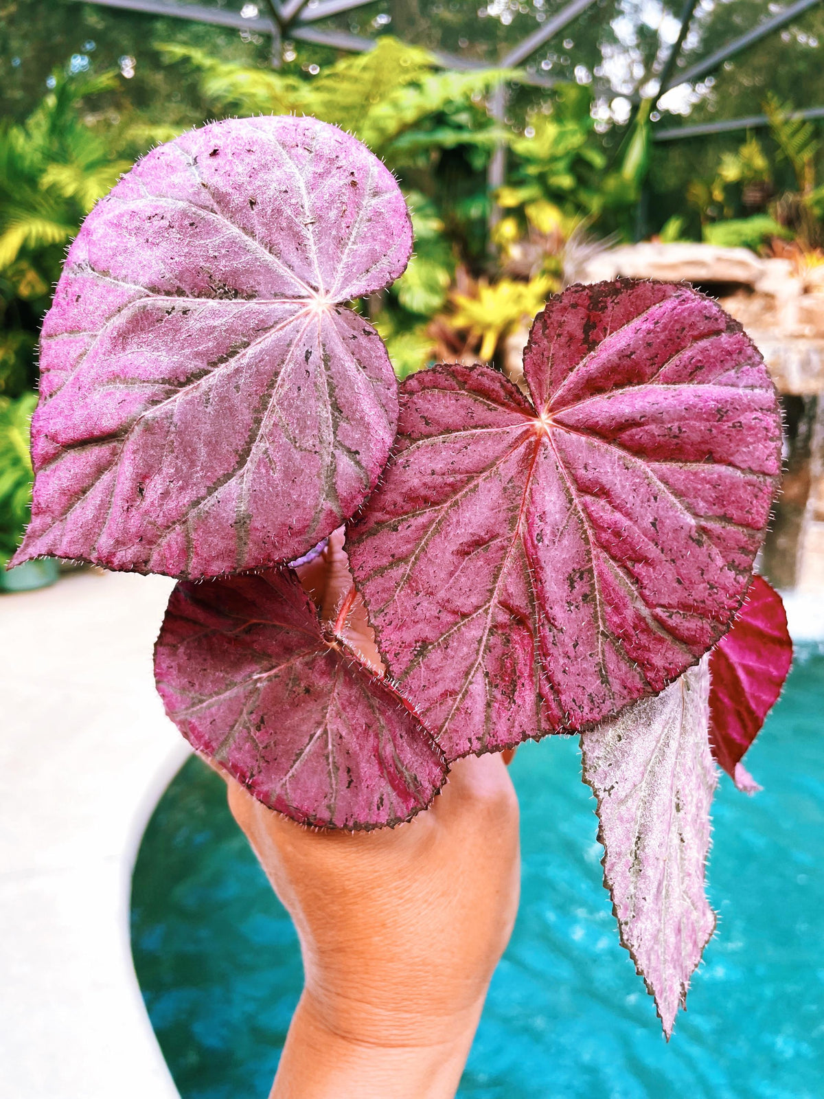 RARE Rex Begonia Pink Metallic ‘Harmonys Stormy Sunset Live House Plant Potted 4&quot; gift