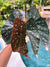 RARE Begonia Angel Wing ‘Harmonys Obsidian Monarch Hybrid Live House Plant Potted 4 pot gift