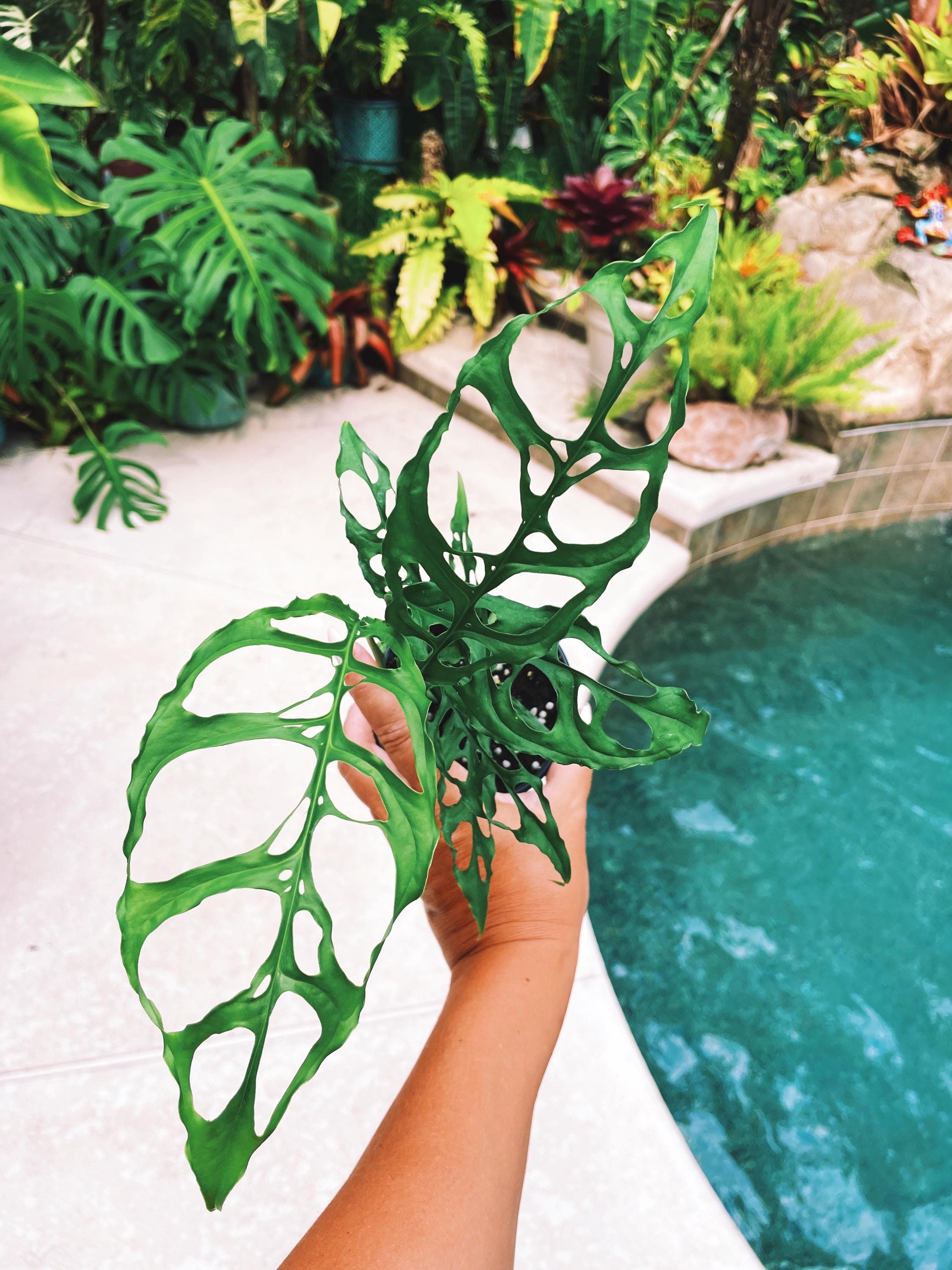 monstera climbing Monstera Obliqua Peru Tropical Climbing House Plant Aroid 4" Potted