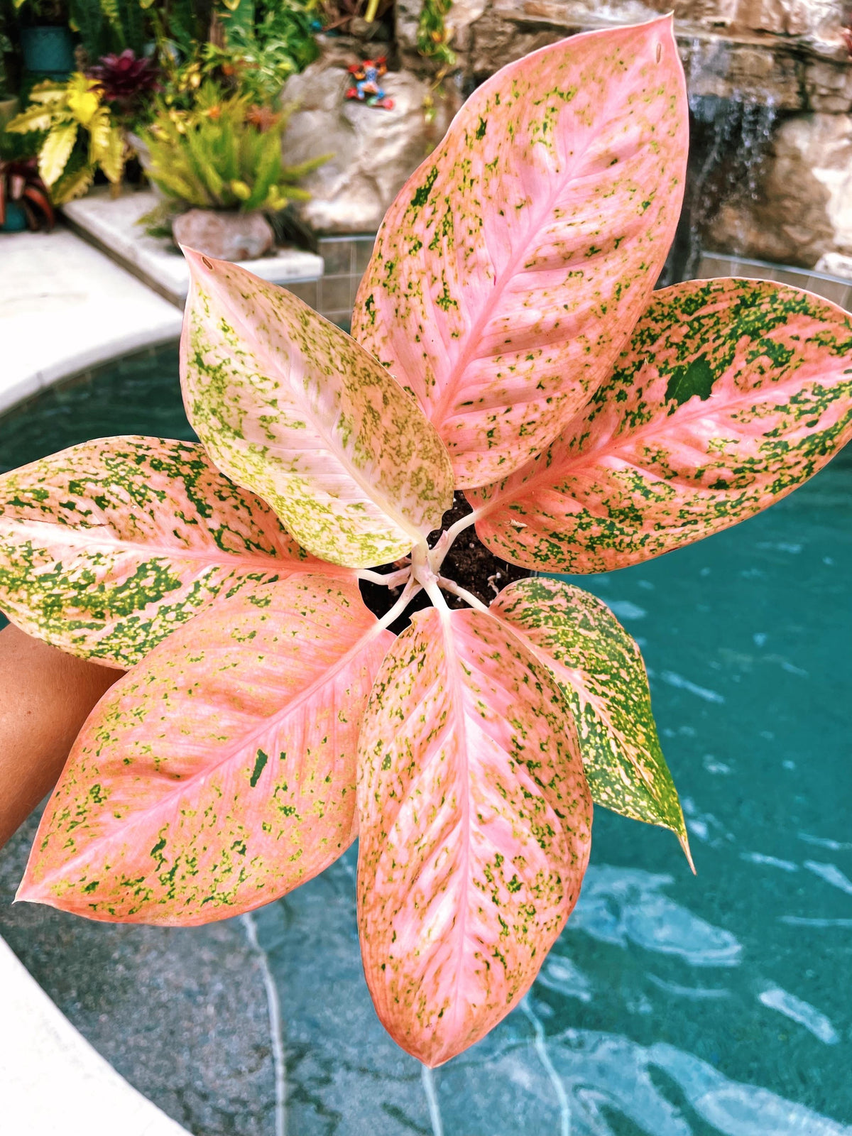 Rare Variegated Aglaonema ‘Orange Stardust Live House Plant Potted 4&quot; gift US Seller