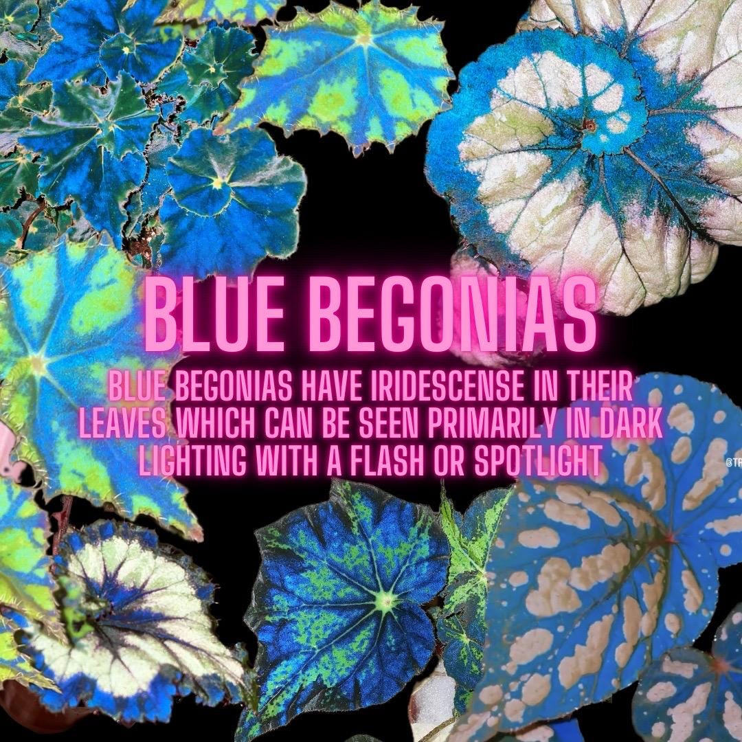 RARE Rex Begonia ‘Escargot Blue Iridescent fuzzy Live House Plant Potted 4” pot gift
