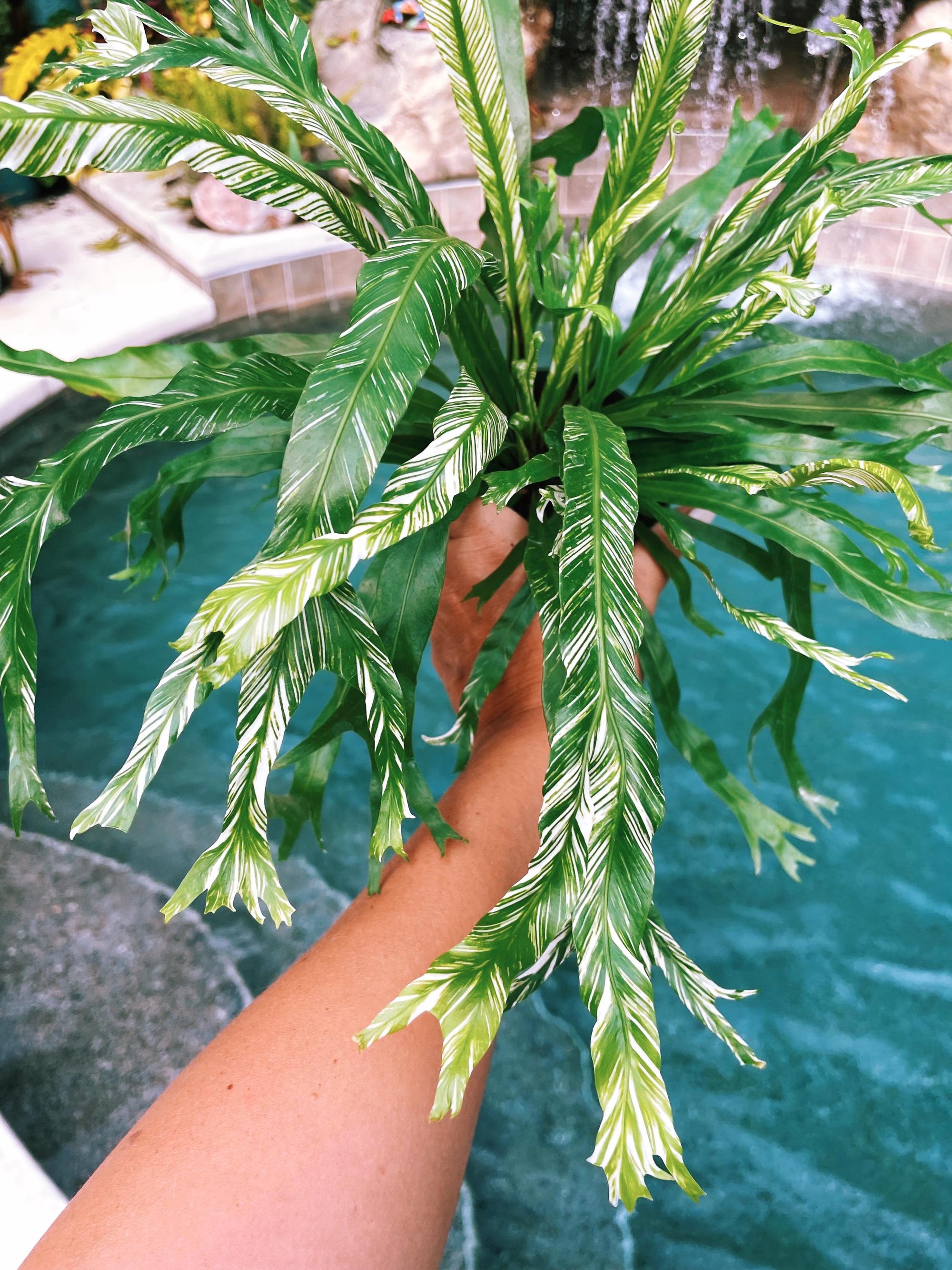 Asplenium Nidus Birds Nest Fern White Variegated live 3 potted plant house plant